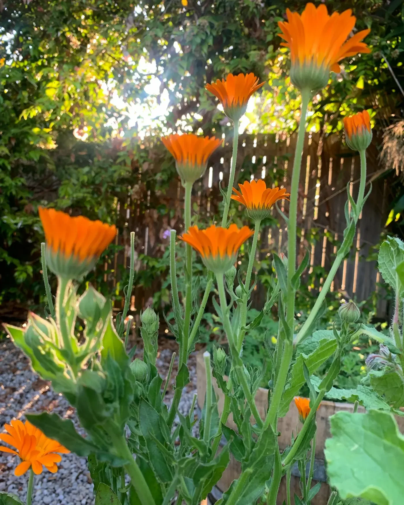 Orange calendula flowers in the garden