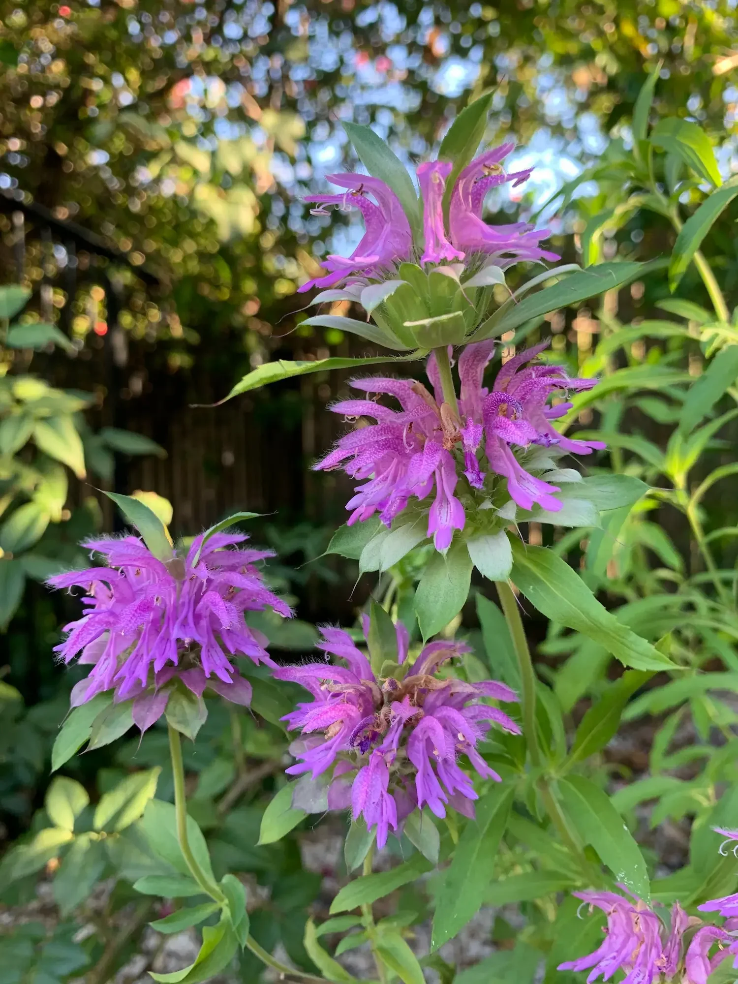 Purple bee balm flowers in the garden