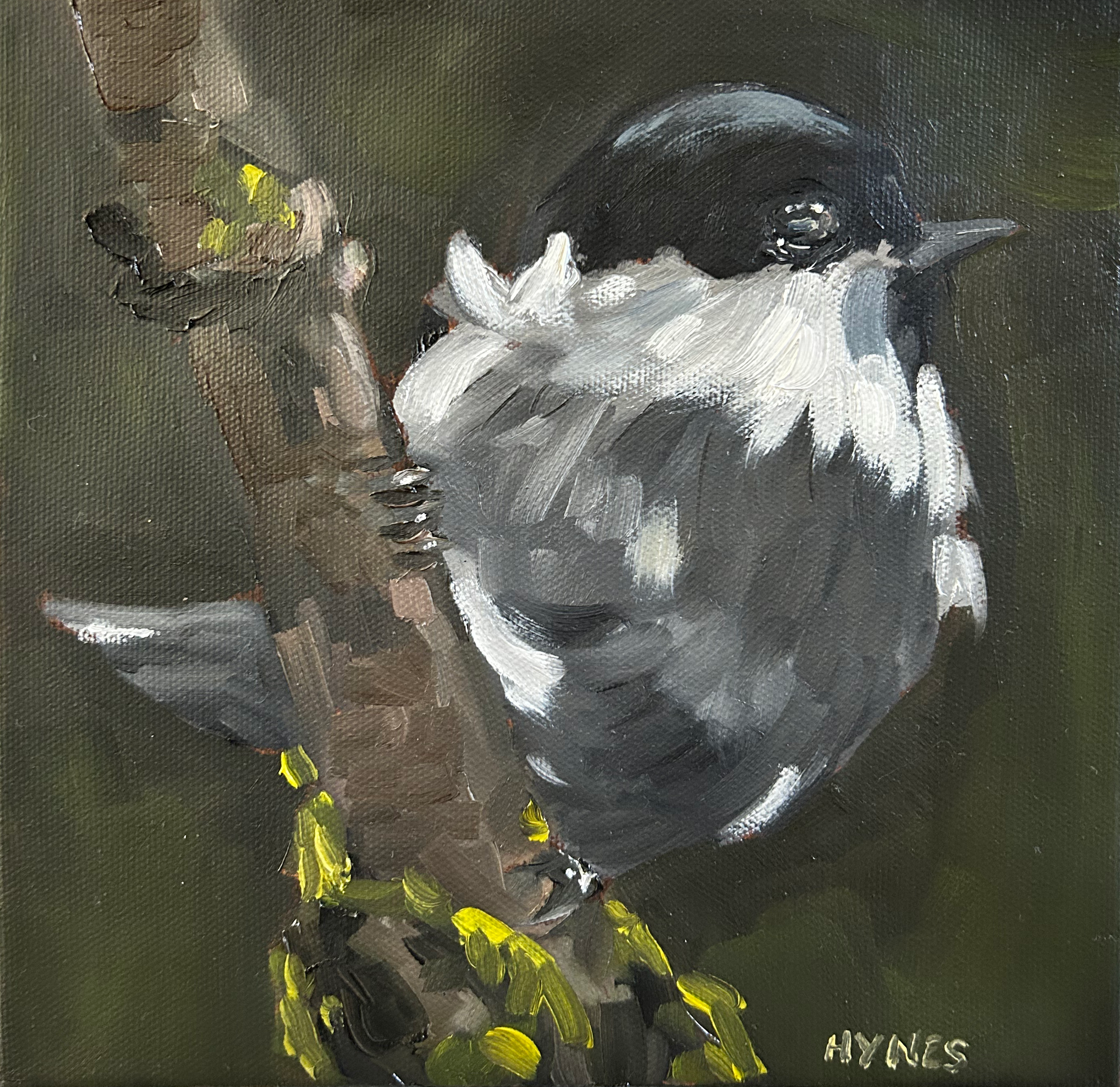 Black Capped Chickadee.png