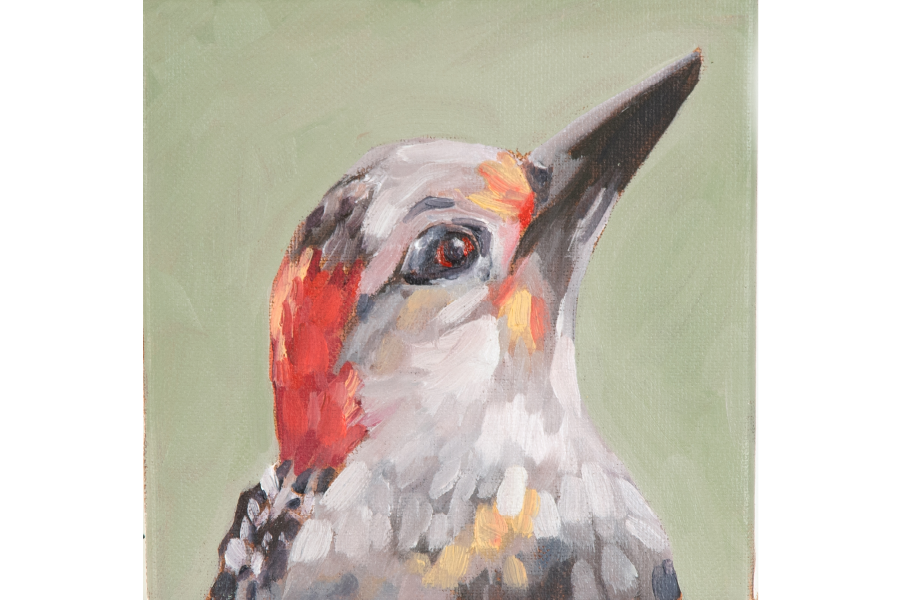 Red Belly Woodpecker