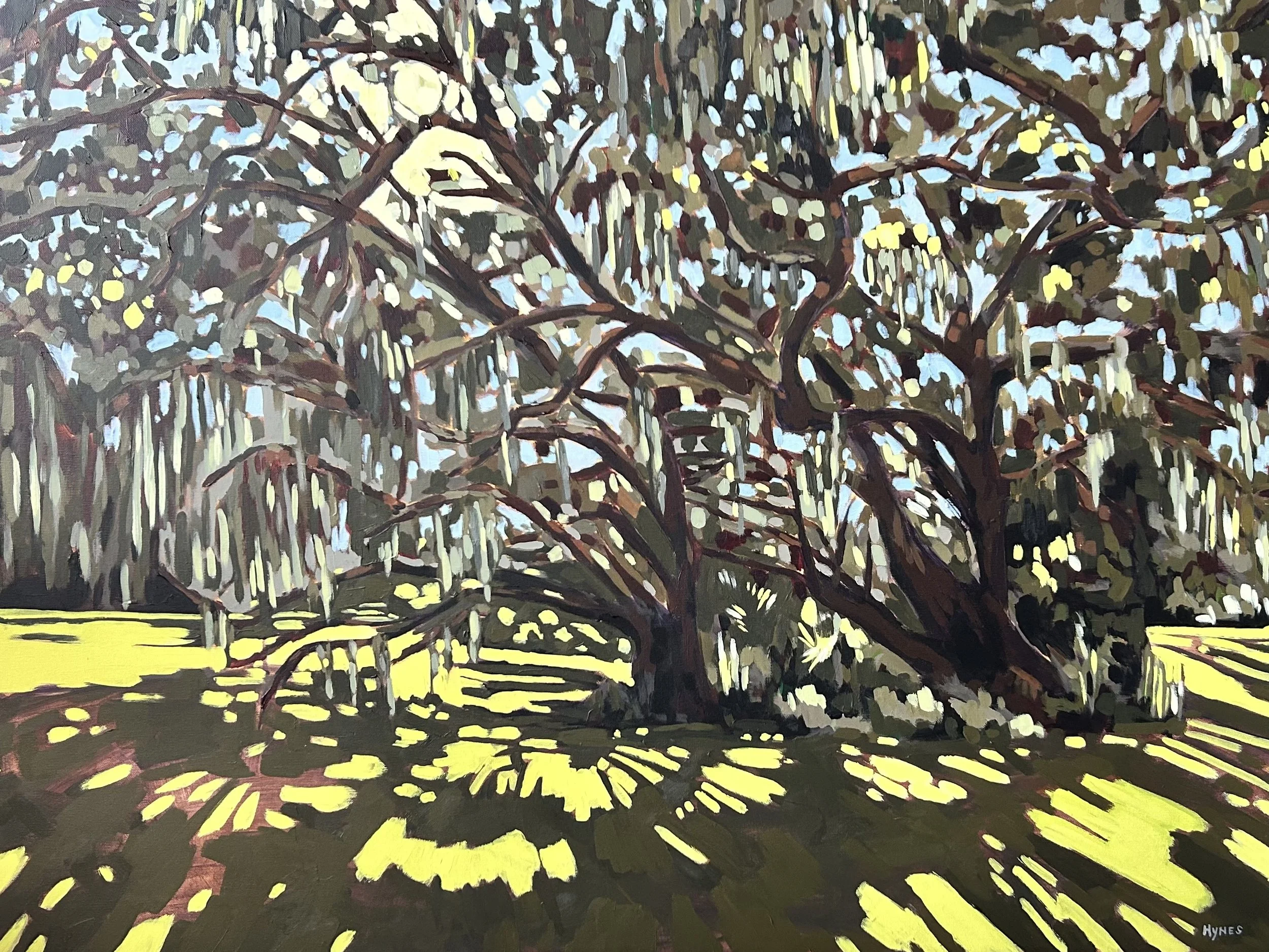 Sun through St. Simon's Oaks