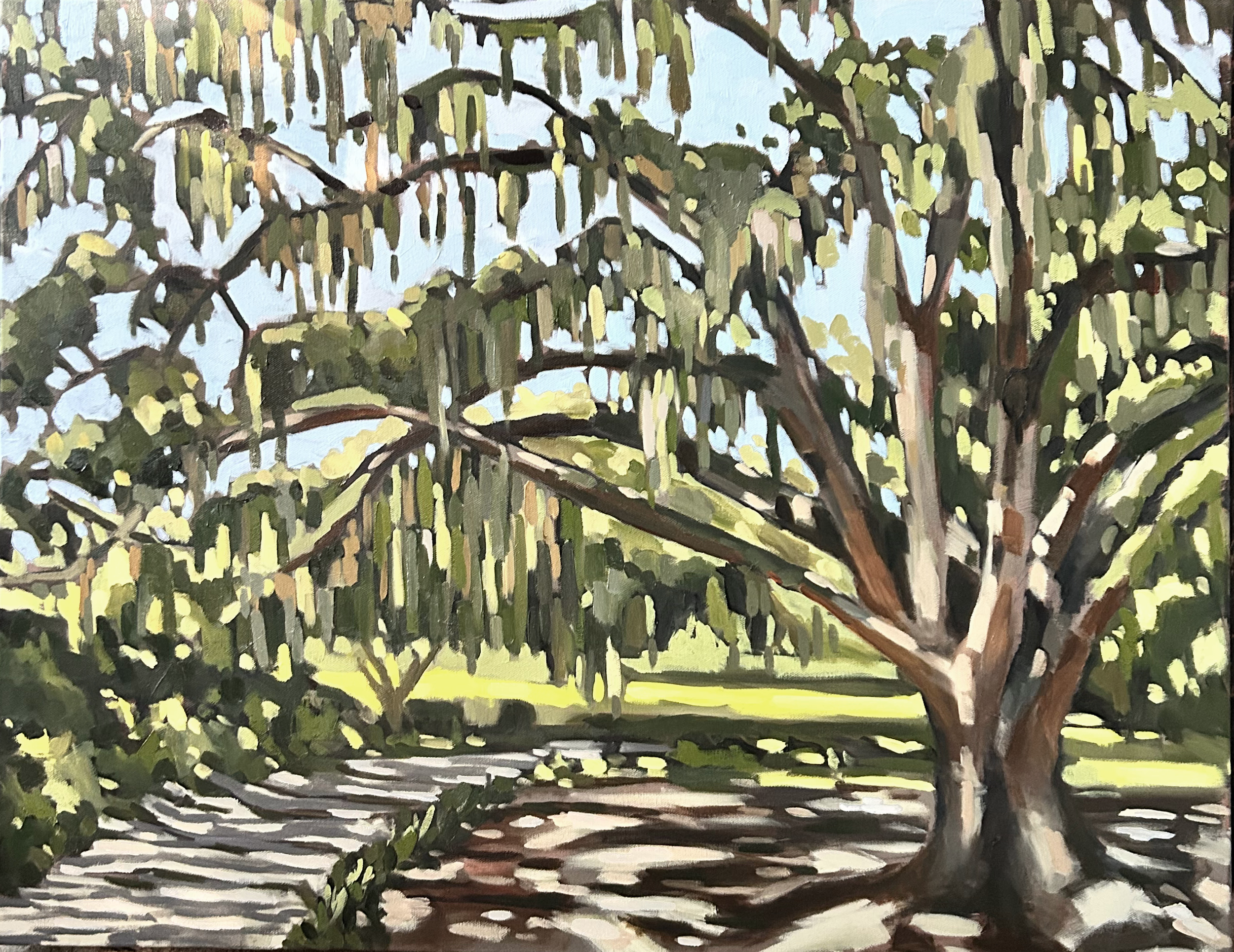 Live Oak.png