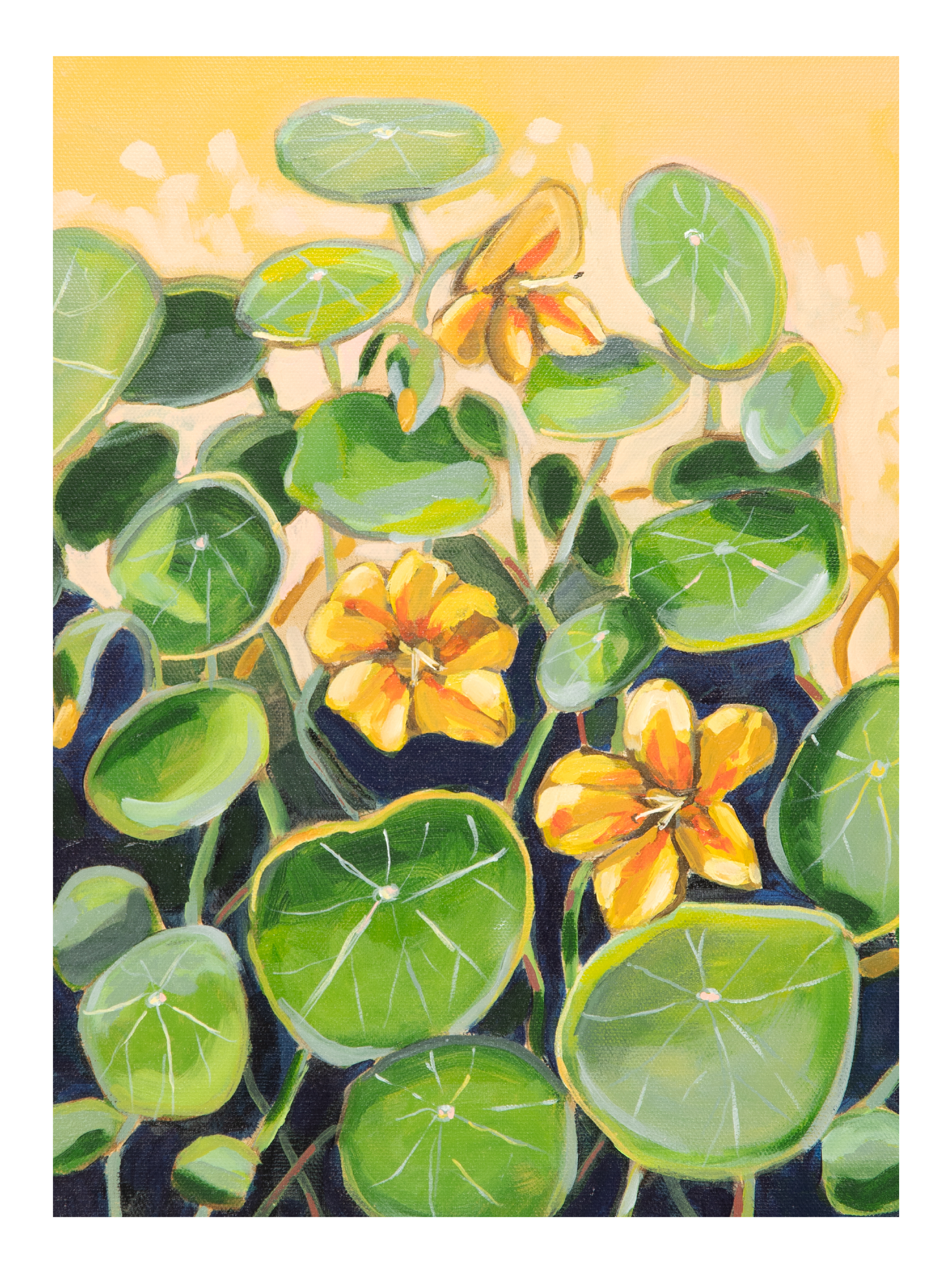 Nasturtiums