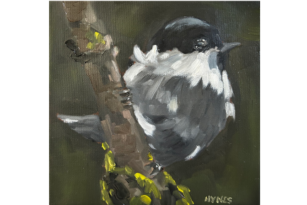Black Capped Chickadee