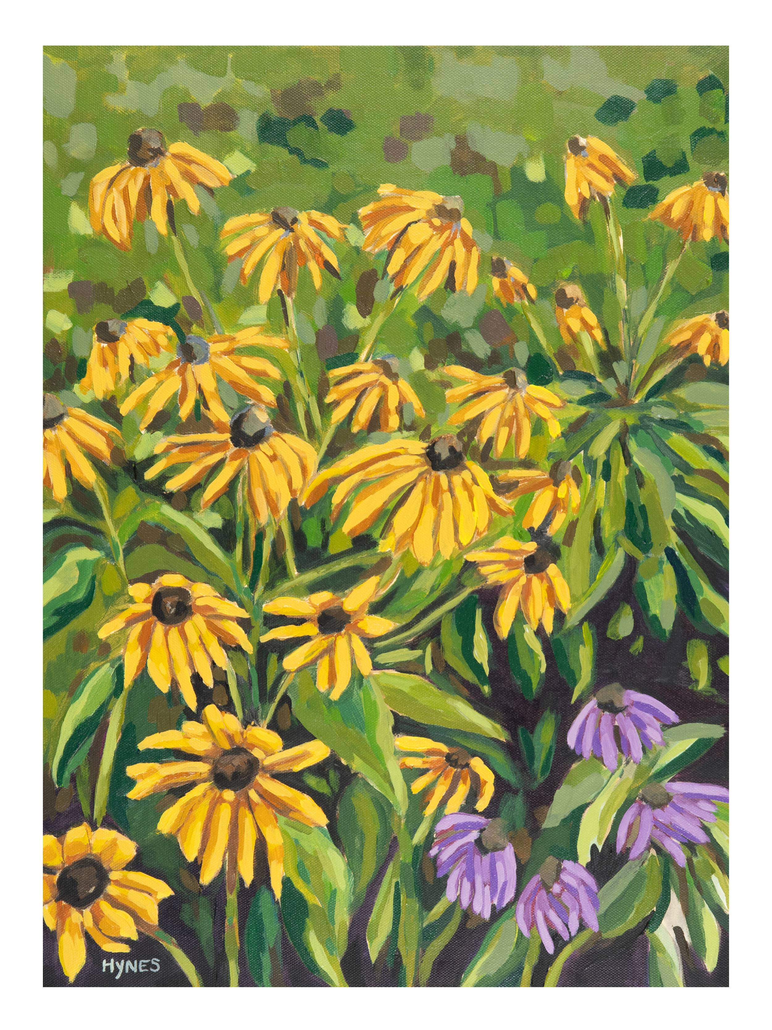 Black Eye Susans