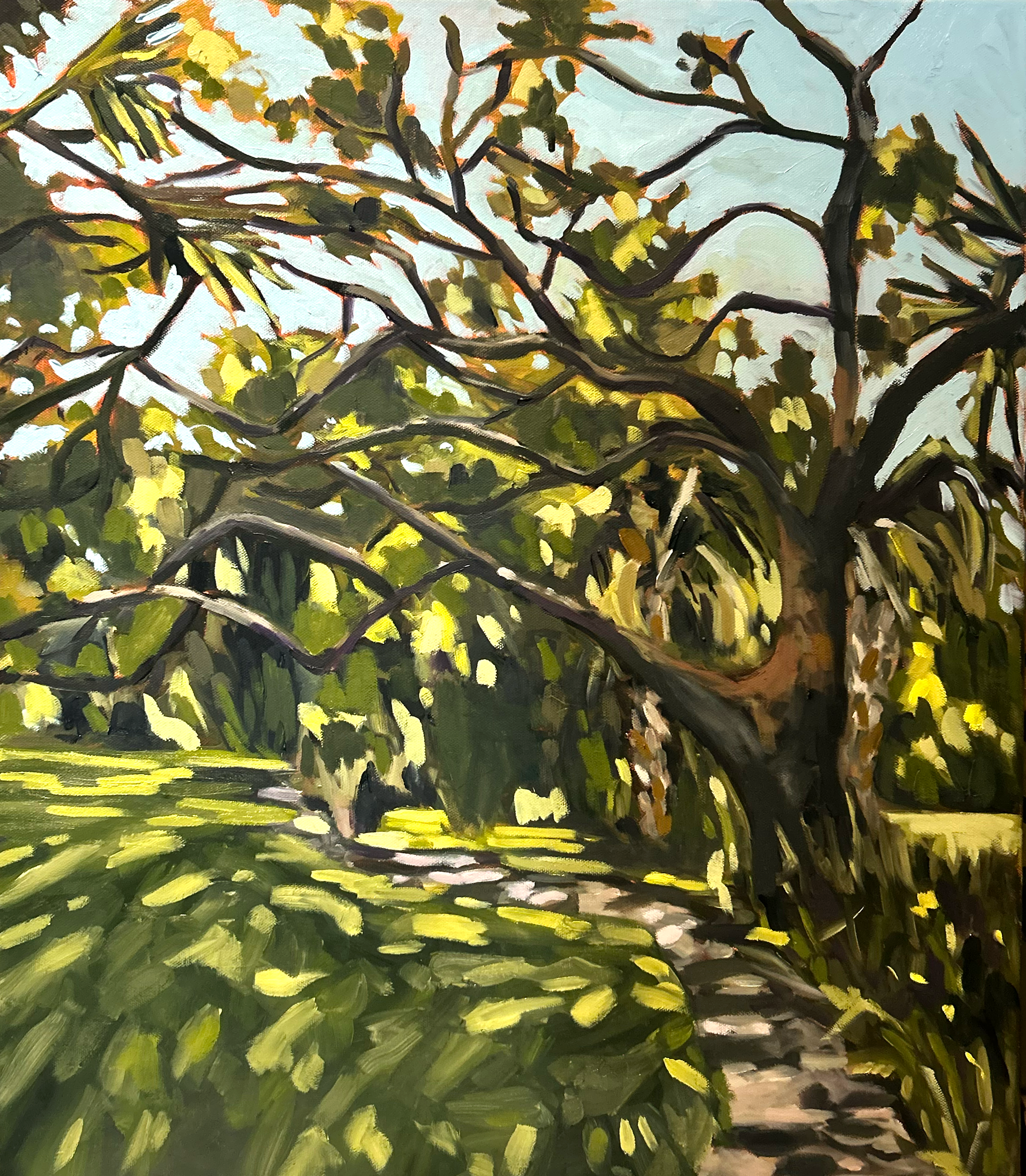 Merritt Island Oak Study.png