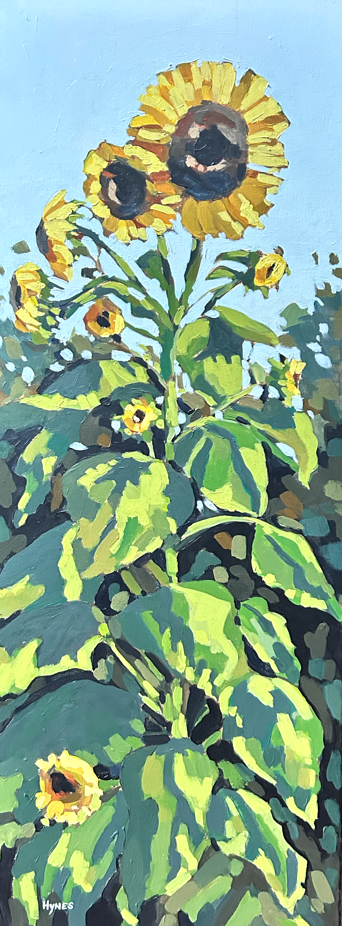 Sunflower Stiudy No 1.png