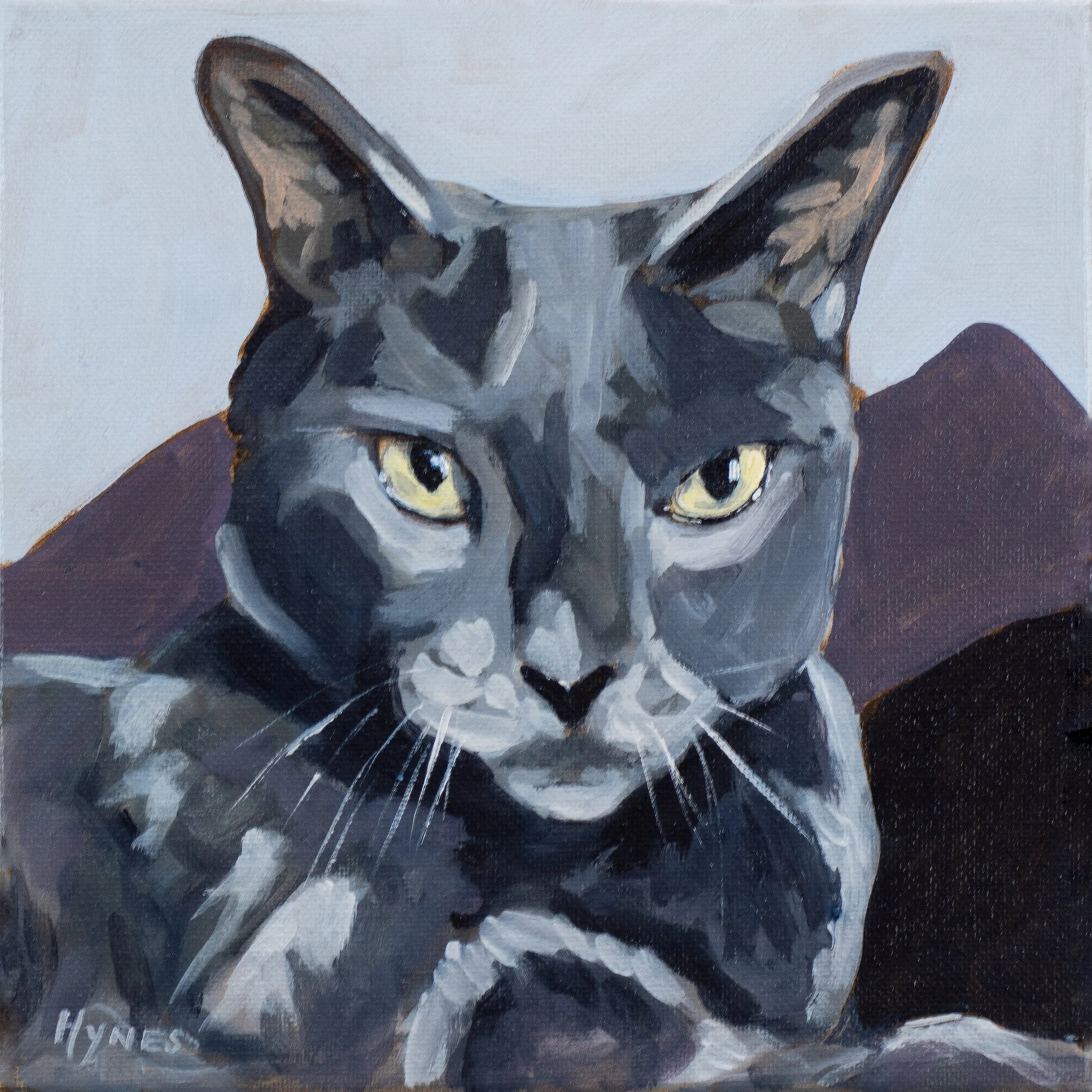 Cat pet portrait