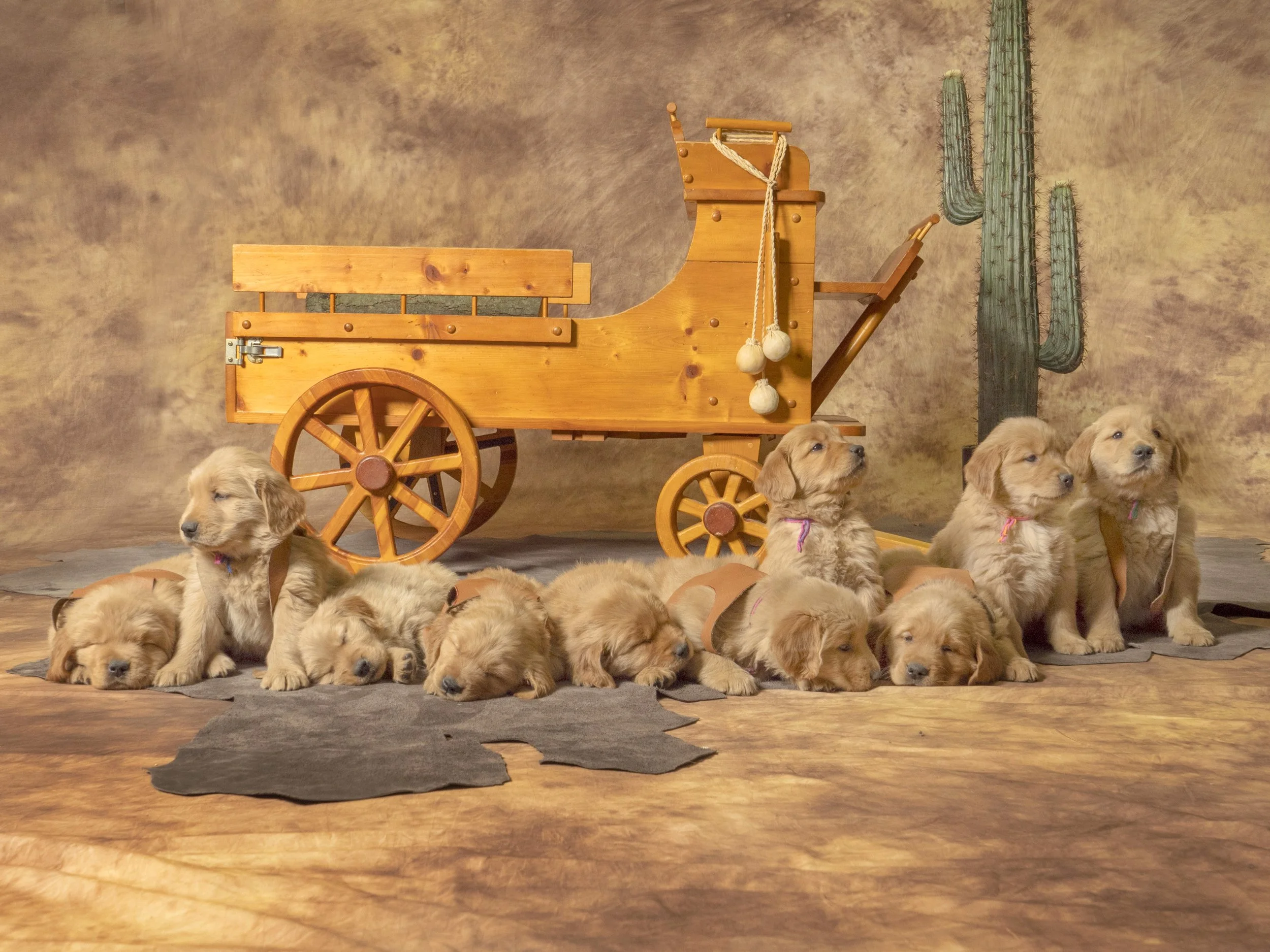 Mia.Wagon.jpg