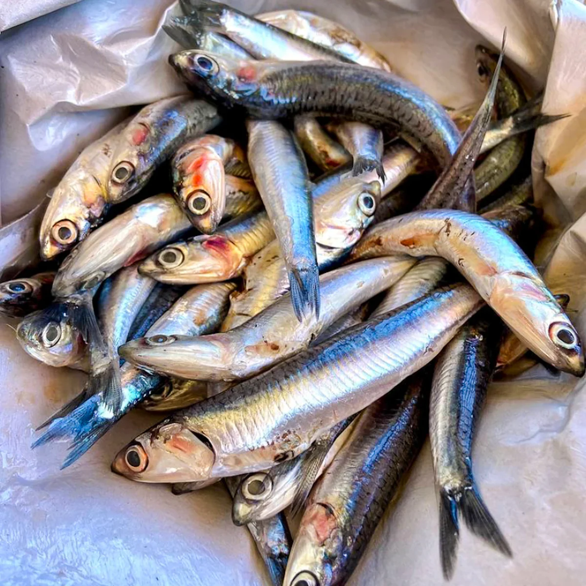 Anchovies103_1200x.jpg.webp