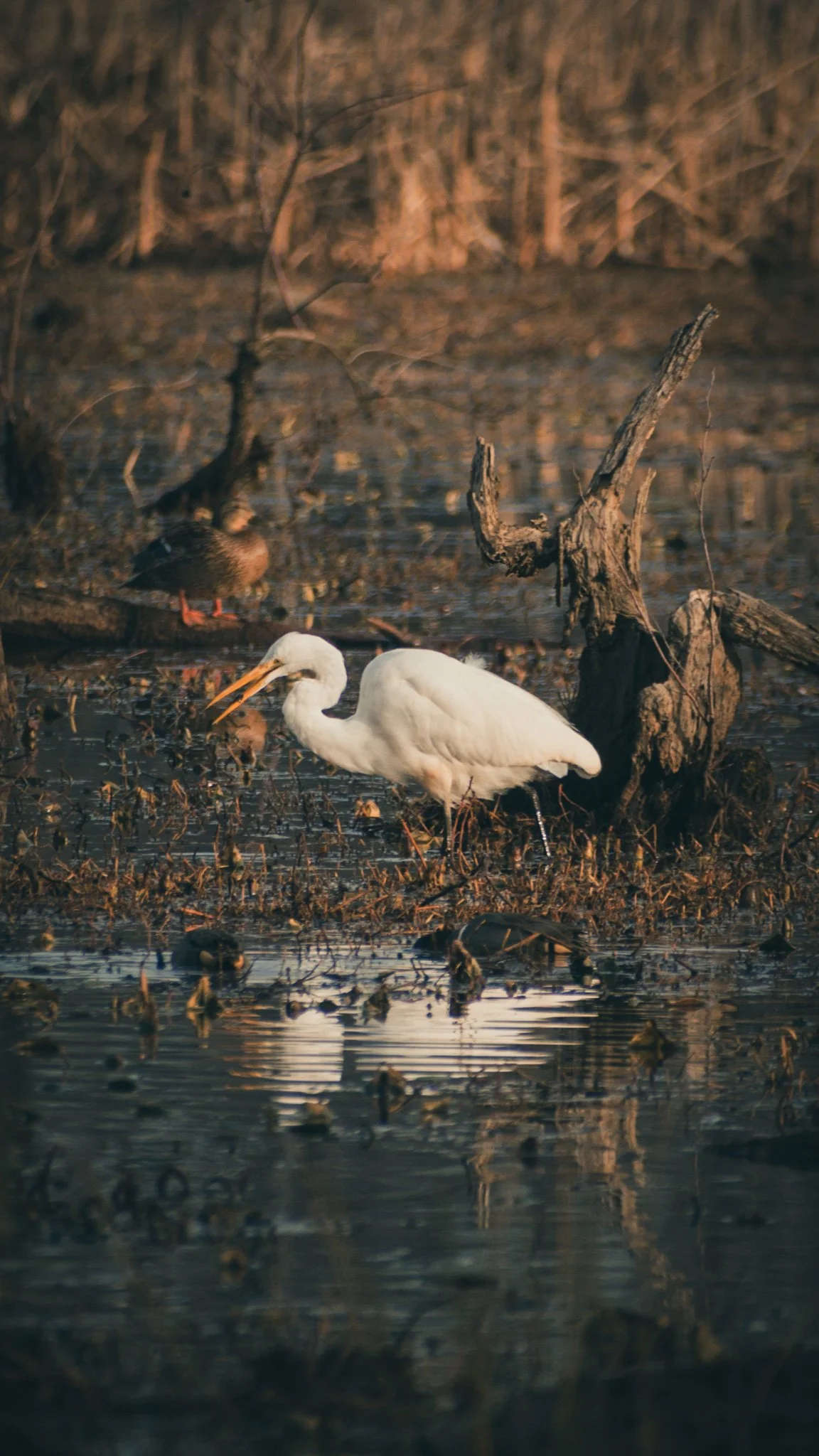 Of Vital Unimportance