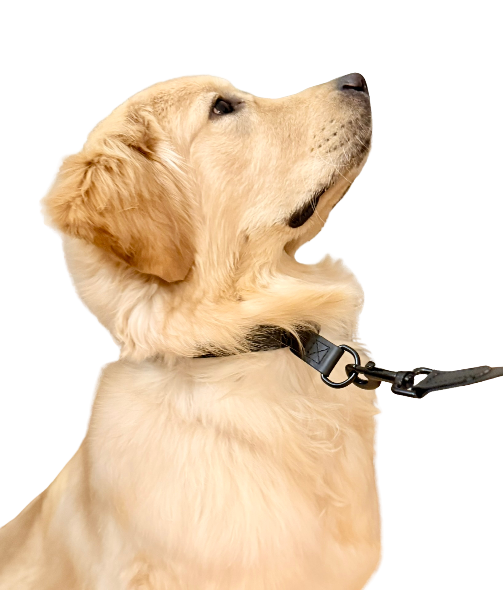 EZ-GRAB COLLAR CLEVELAND PET COMPANY