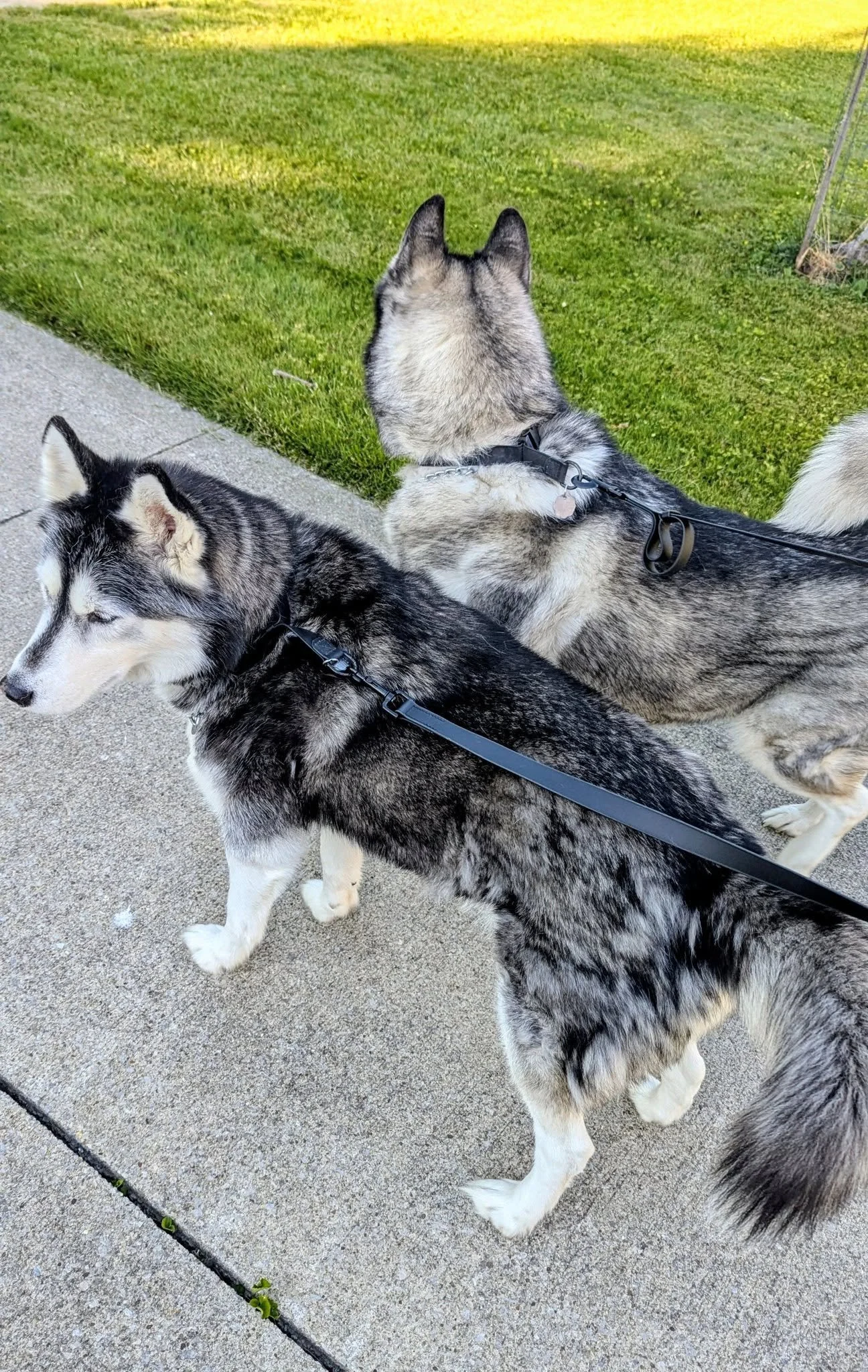 archie and george.jpg