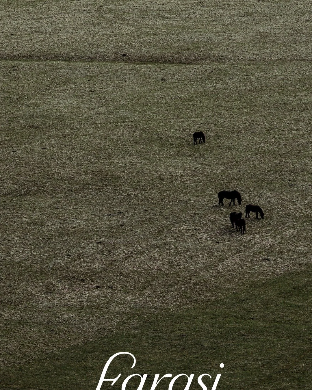 Every stride tells a story of freedom, connection, and the timeless bond between horse and human.

At Farasi, we turn these stories into brand worlds that inspire and connect people across cultures, inside and beyond the arena. If your brand could ri