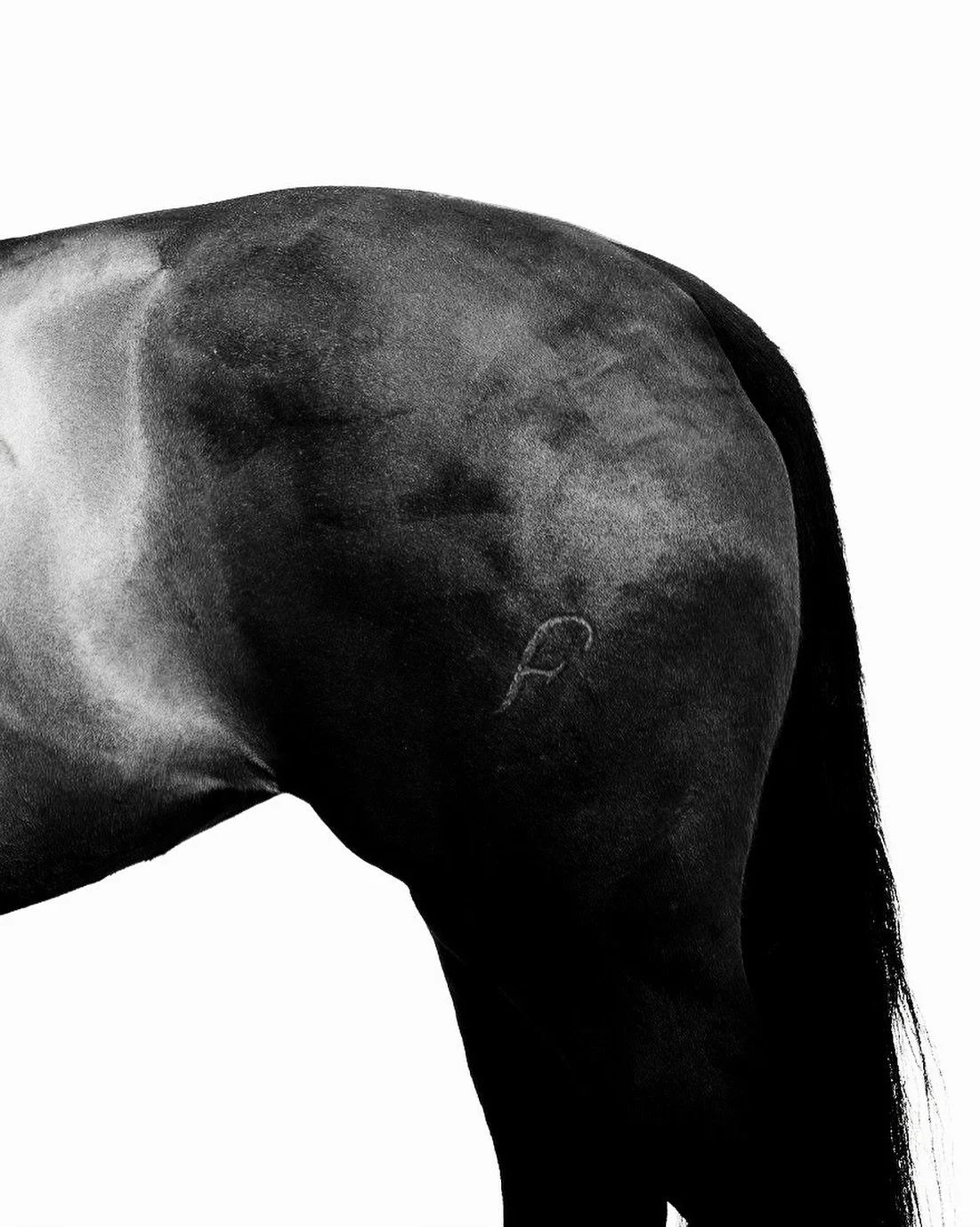 Farasi (Swahili) &mdash; n. horse. 

A word that carries the essence of strength, freedom, and the timeless connection between humans and horses, rooted in ancestral traditions that span cultures and centuries.

#Farasi #FarasiBrasil #EquestrianBrand