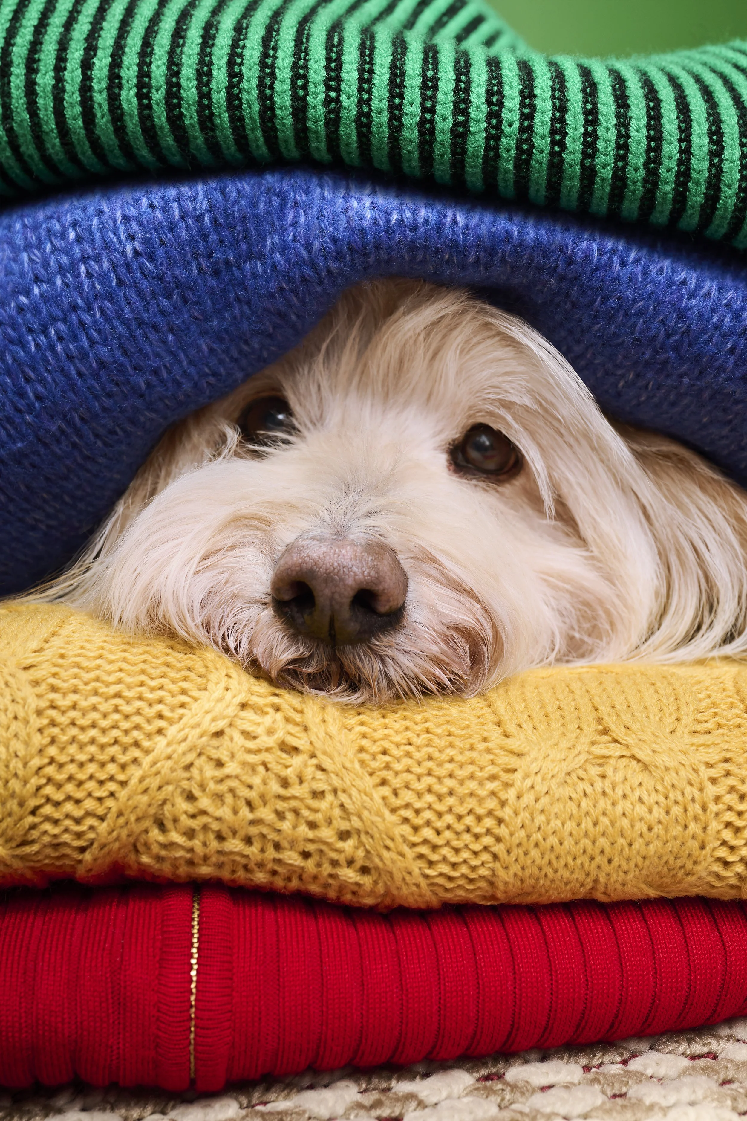 3362750-Holiday-Portraits-SSNL--Bundled-Up-Pet-OF_6091-SELECT.jpg