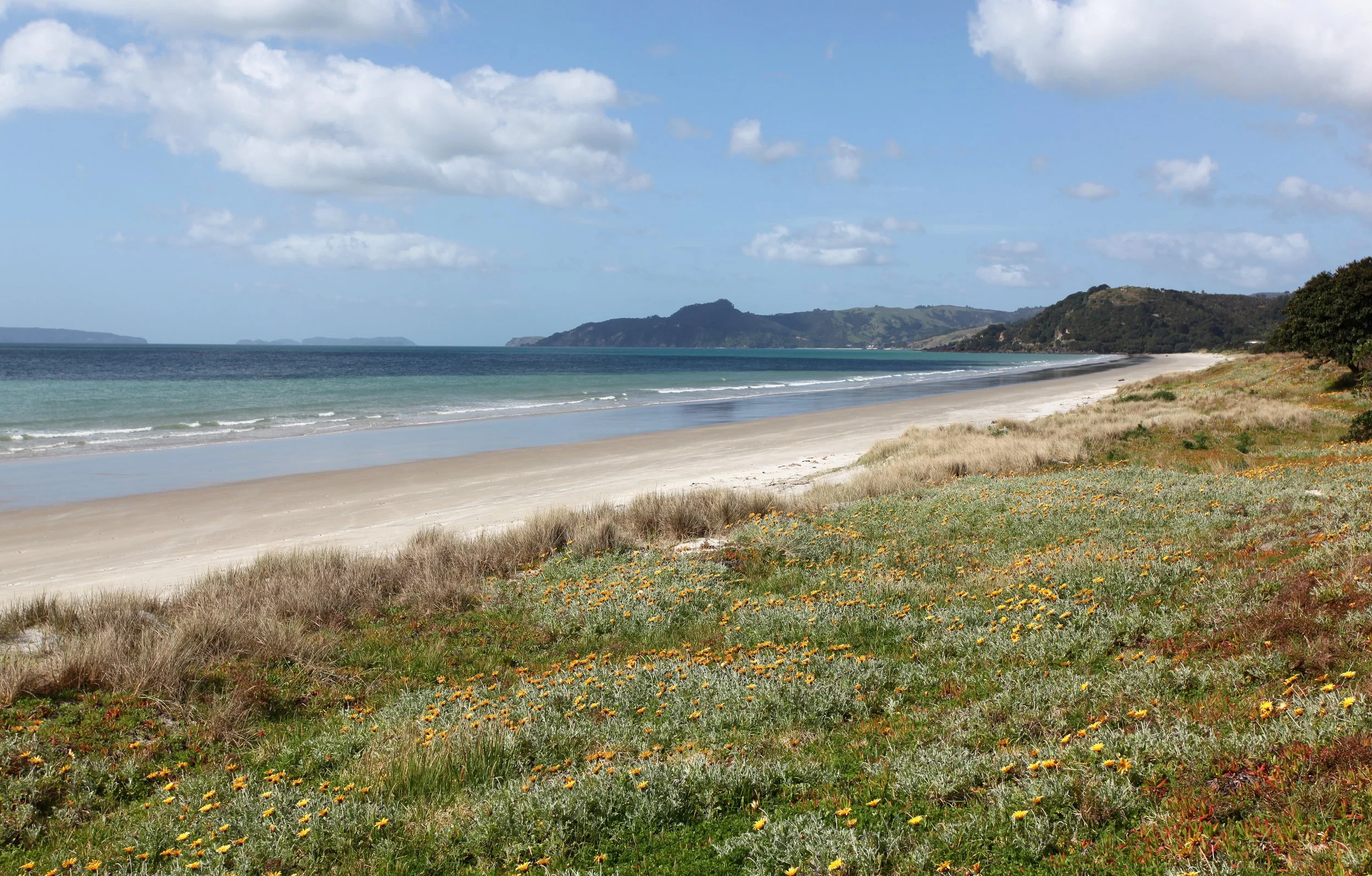 A coastal landscape with sandy beach, grassy dunes with yellow flowers, and hills in the distance under partly cloudy sky.