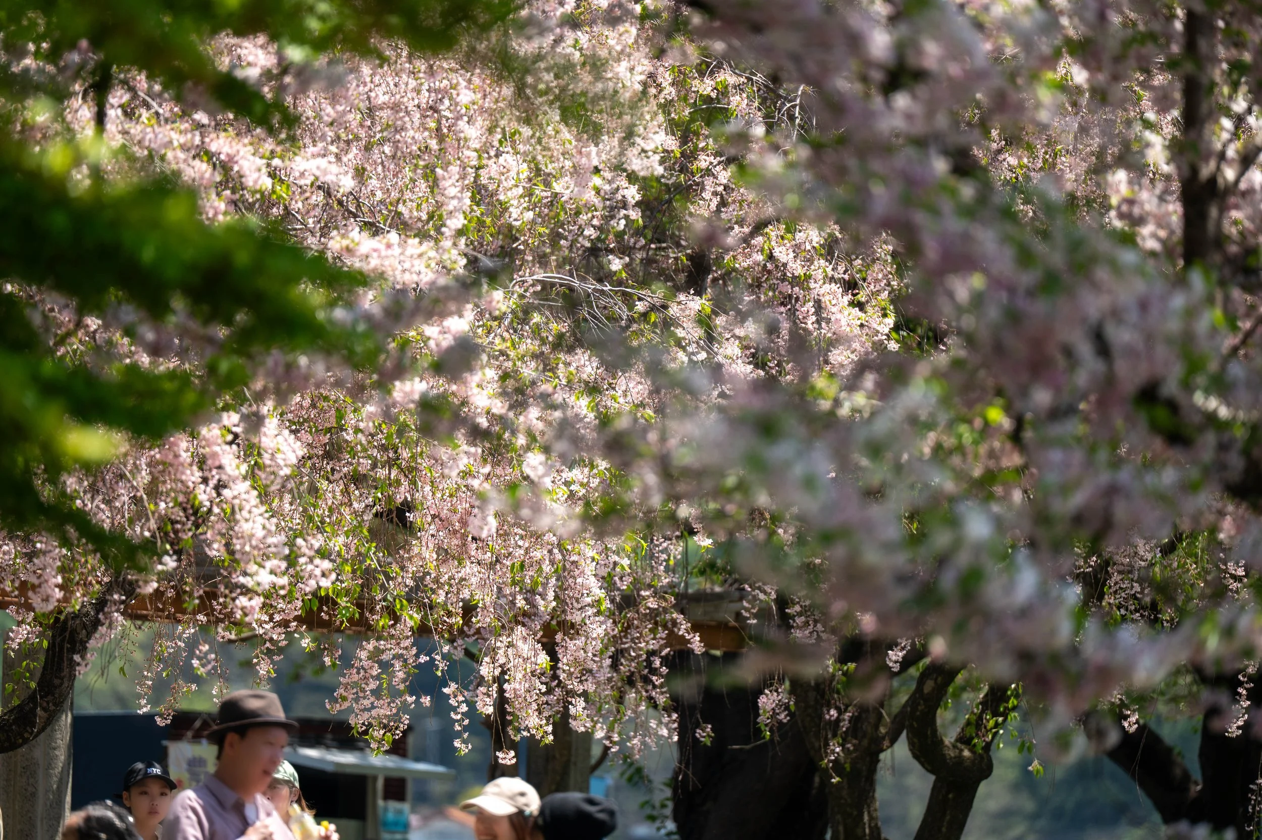 sakura.jpg