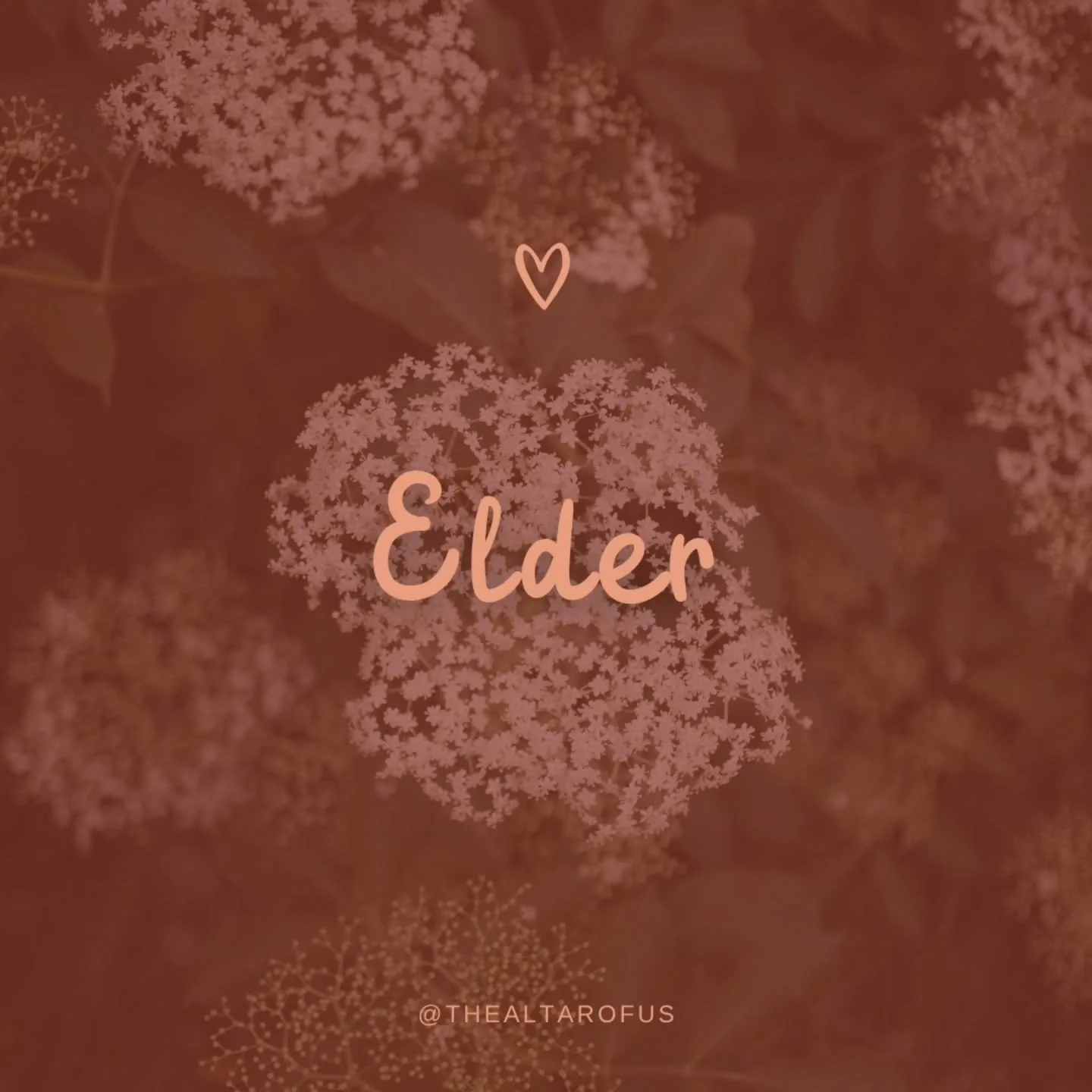 🌿 A Few of My Favorite Plants: 
Day 1 🌿

Each day of Hoodoo Heritage Month, I&rsquo;ll be sharing one of my favorite ways to work with a plant.

Please note: the information listed applies only to the specific use and preparation I share here, not 