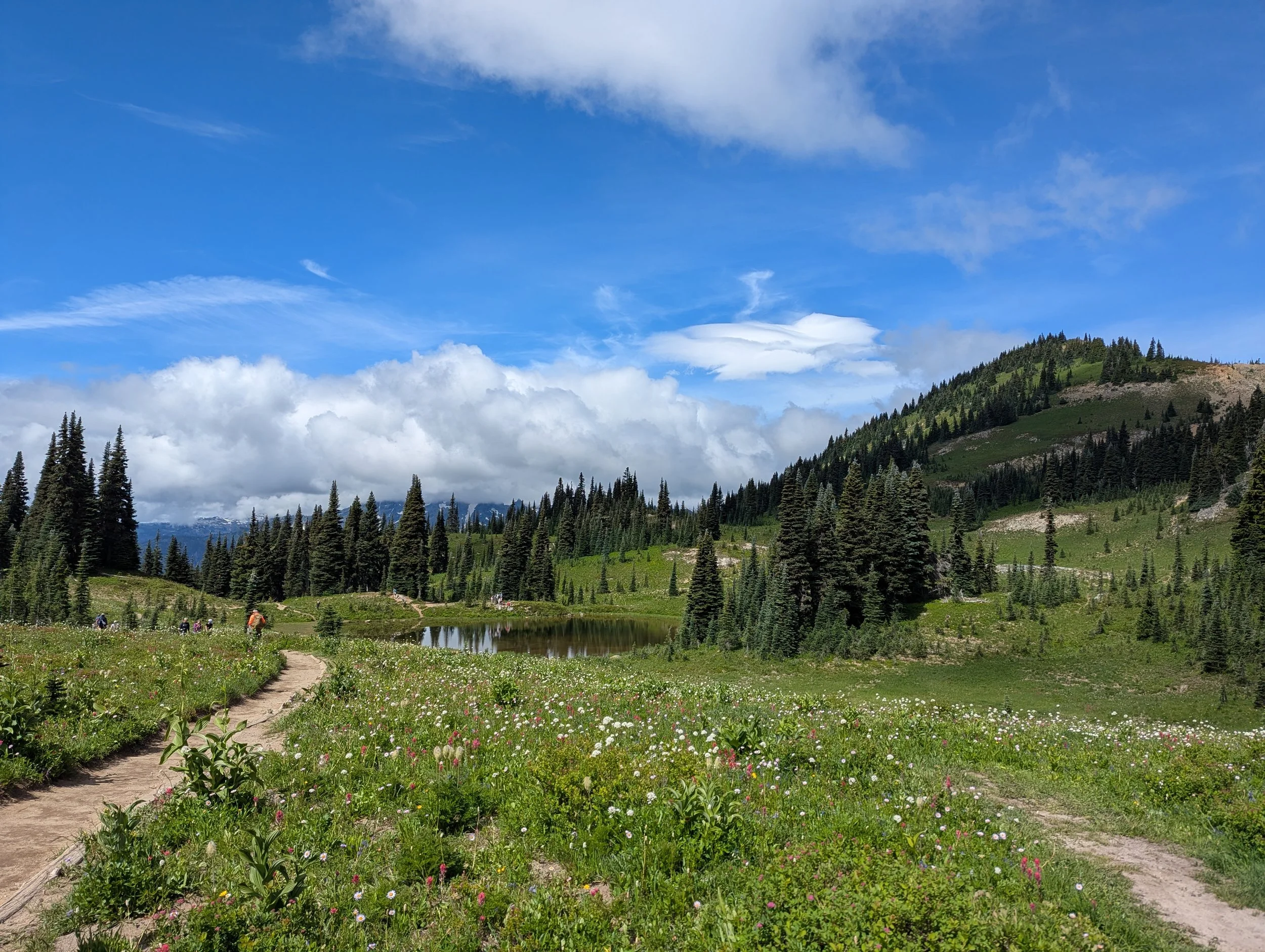 Wildflowers_Mt Rainier Trip.jpg