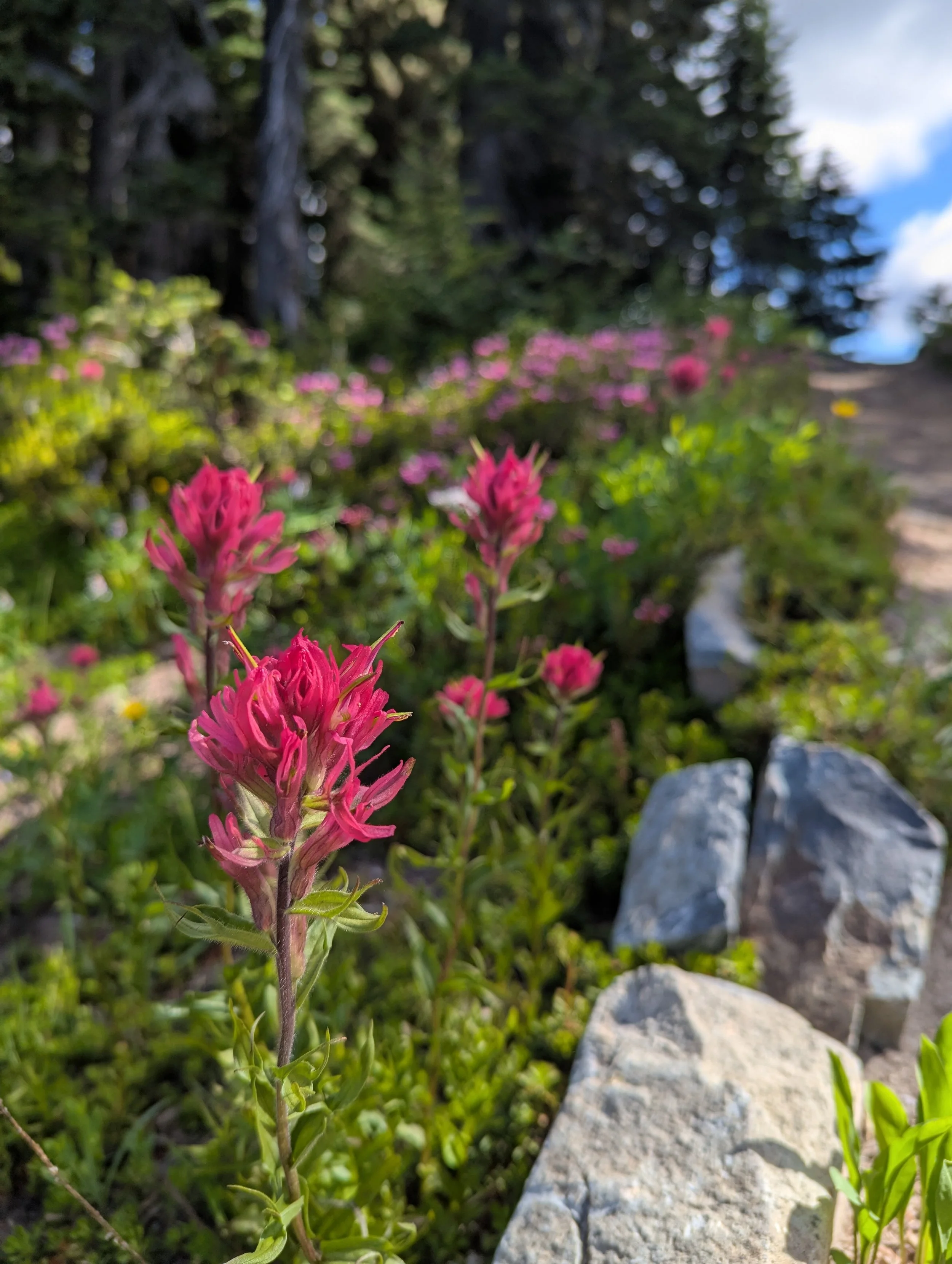 Flower_Mt Rainier Trip.jpg