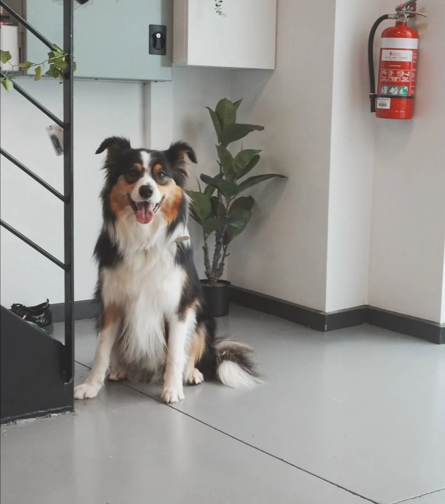 🎀✂️Fluff &amp; Finish✂️🎀 
Includes:
- Shampoo &amp; Conditioning with allergy-free shampoo 
- Blow Dry &amp; Brush 
- Shaping with scissors 
- Paw &amp; Pad care
- Hygiene &amp; Face Trim
- Ear Cleanse

@josh.thebordercollie before his first tidy-u