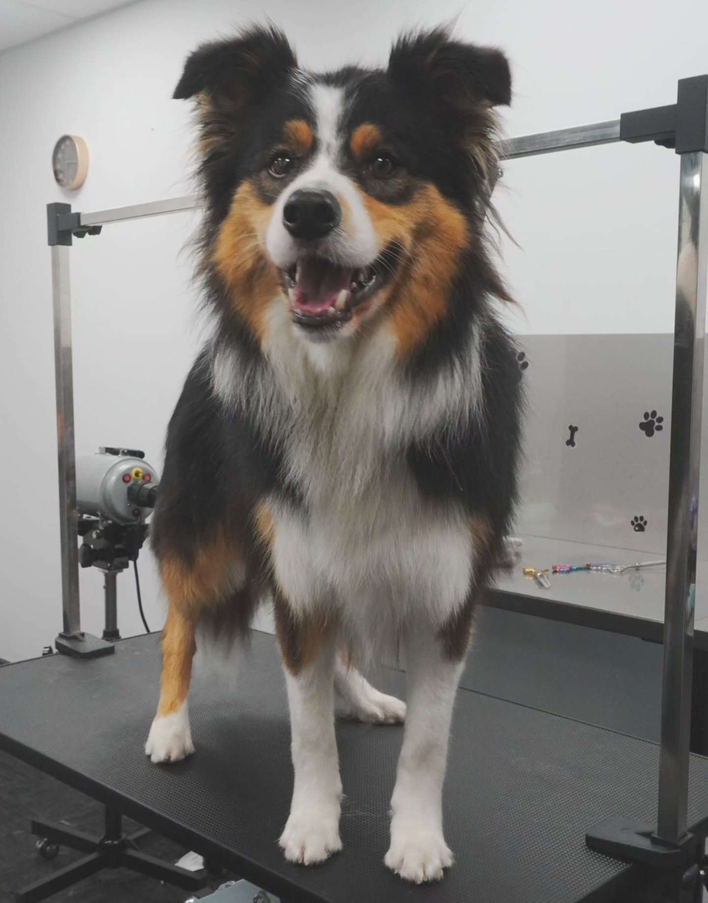 ✨After✨

@josh.thebordercollie was such a good and handsome boy, it was lovely grooming this gentleman! 🐾💚🎀

#DogGrooming #DogGroomer #KewDogGroomer #MelbourneDogs #DogsofMelbourne #BorderCollie #PuppyGroom #BeforeAndAfter #FluffyPup #DogSpaDay #C