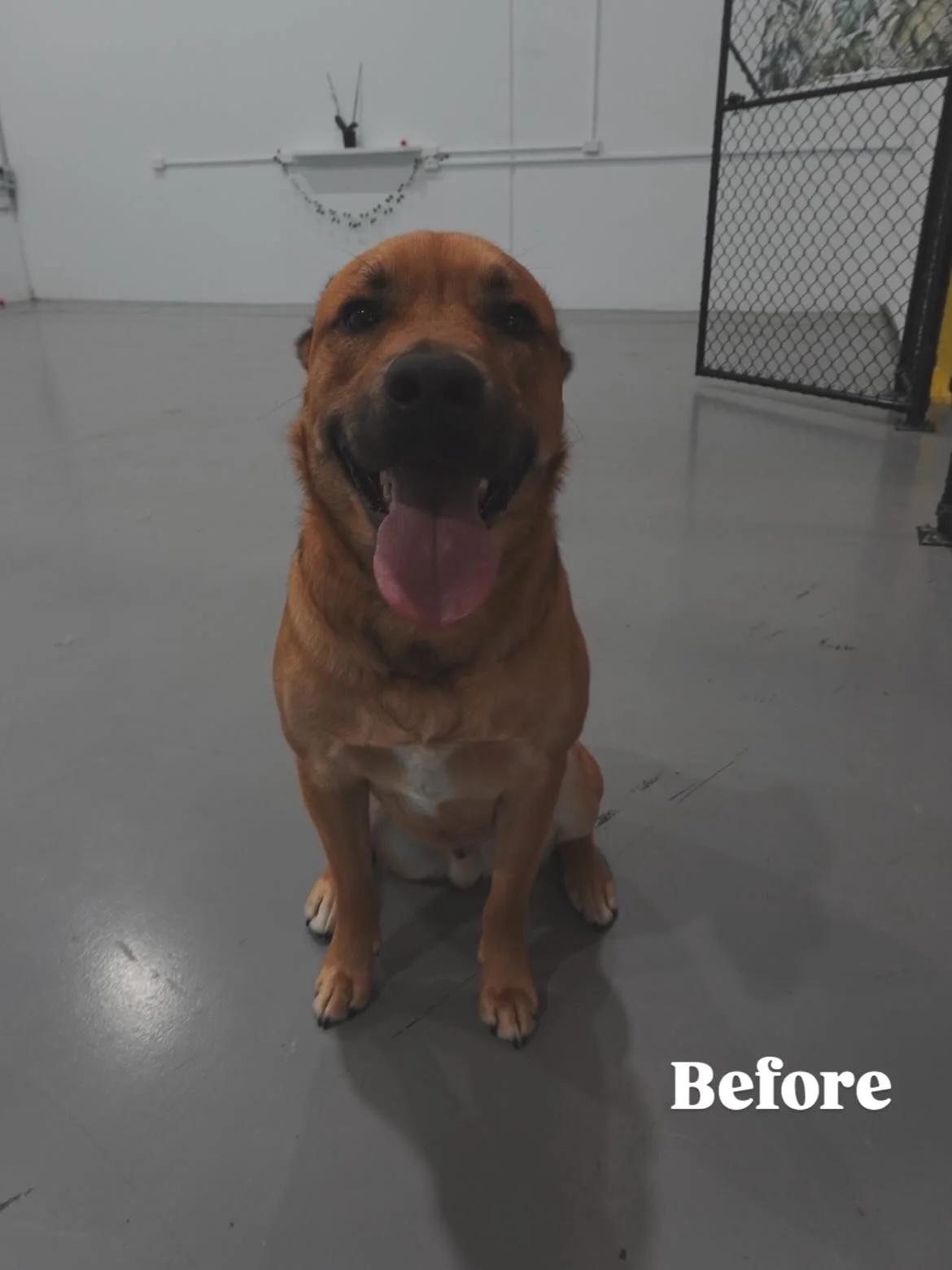 Had so much fun today with gentle giant Augie 🐕, he&rsquo;s the chillest, yet most energetic pup (as you can see from the cooperation in taking pics 🤣) 
.
.
.
✂️ Fluff &amp; Finish (Bath + Tidy Up) ✂️
.
.
.

#instadog #barktothefuturekew#MelbourneD