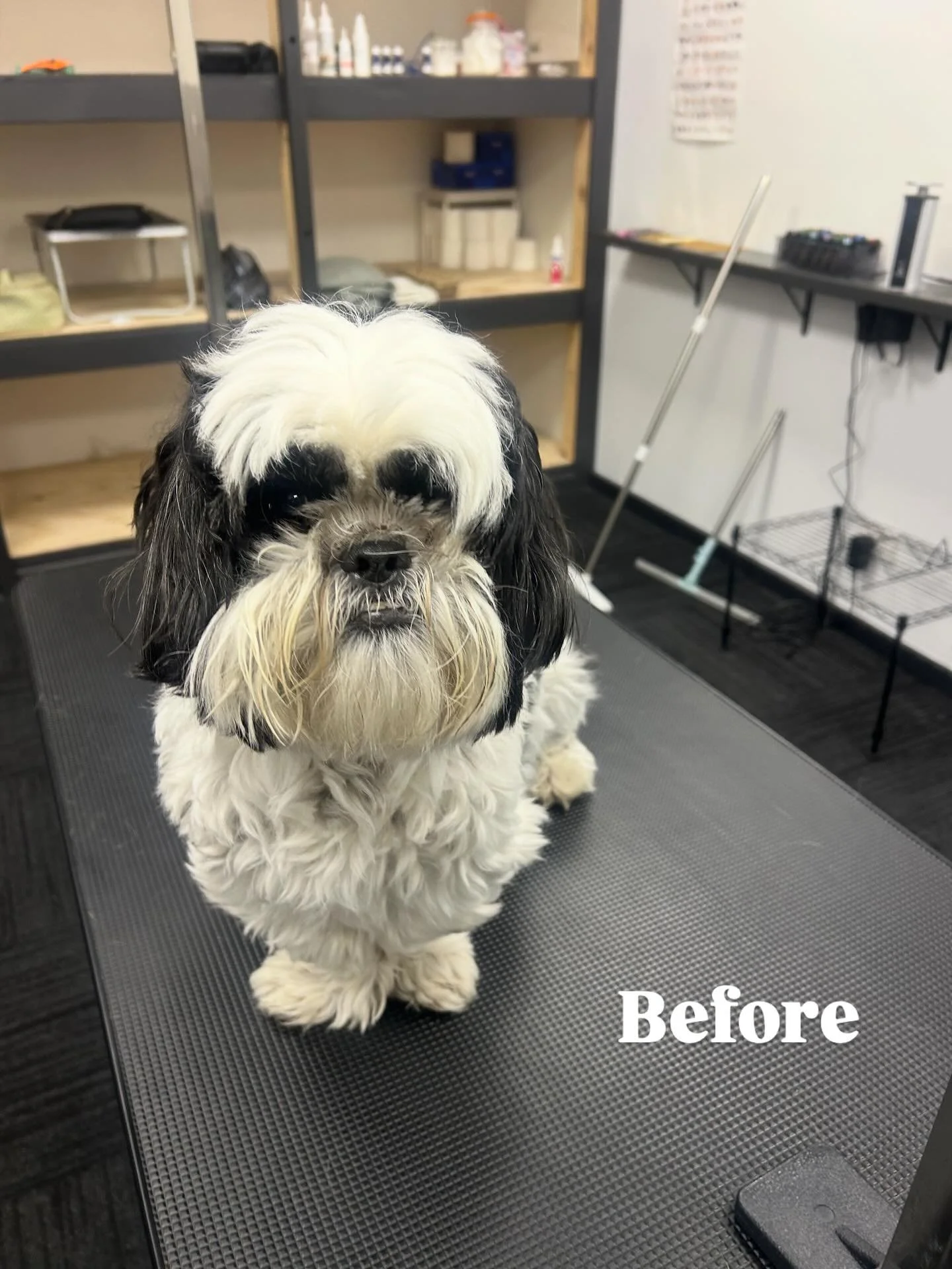 Enjoyed the company of dear Wang wang, a senior shih tzu that brightened up our morning 🐾💚
.
.
.
.
#explore #explorepage #fypage #instadog #barktothefuturekew #MelbourneDogs
#MelbournePets
#MelbourneDogLovers
#MelbourneDogGroomer
#MelbourneDogDayca