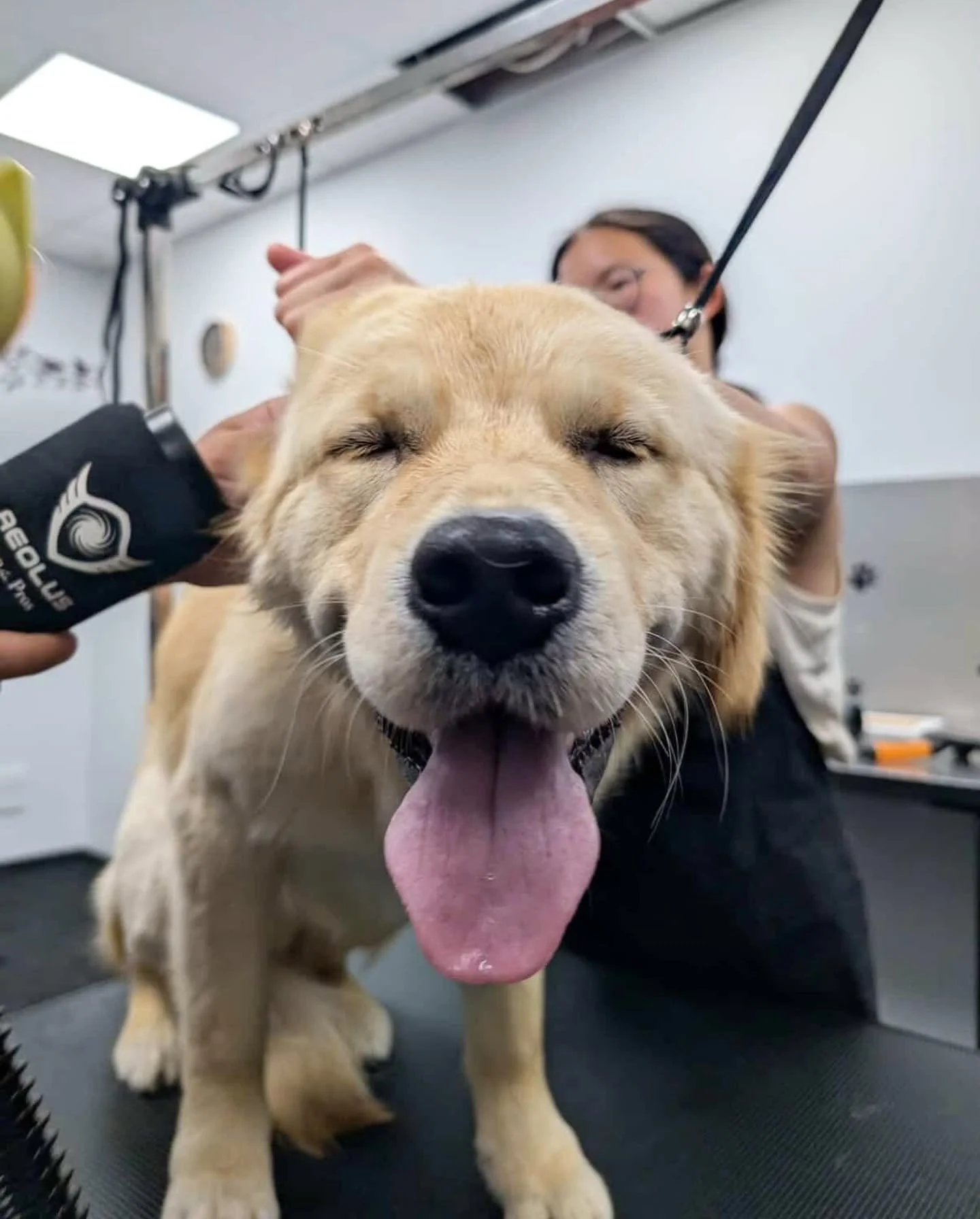 Here are some of Jagger's (@jaggersgoldenlife) cute and squishy face to brighten up your week! ☀️🐾💚
-
-
-
#GoldenRetrieverGroom #DogGroomingKew #BarkToTheFuture #GoldenRetrieverLove #DogGroomingLife #PuppyMakeover #FluffyDog #DogSpaDay #FurryFriend