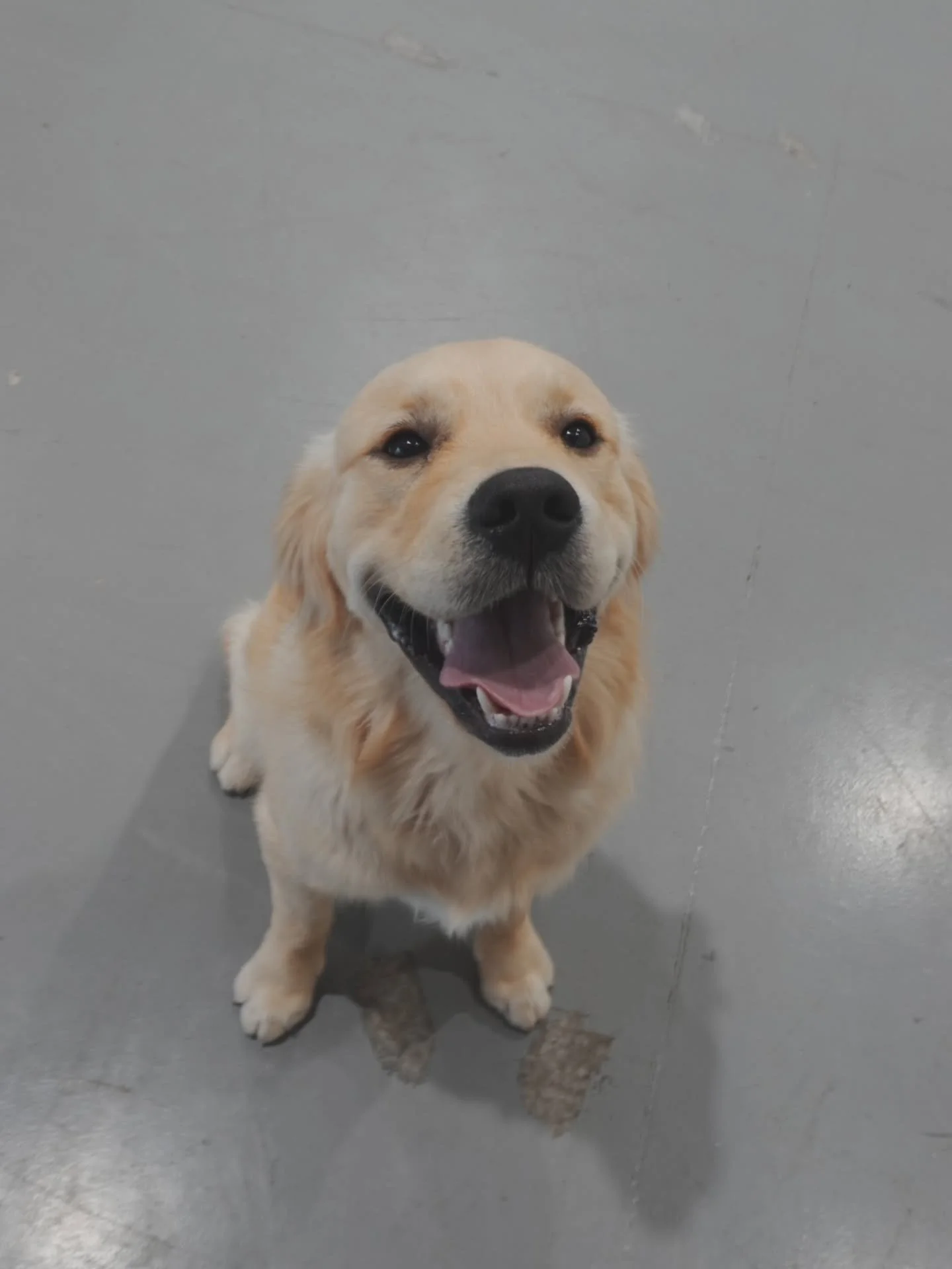 @jaggersgoldenlife 's playdate dump (favorite toy: doorstopper, highly recommend)! 🥹💚

It was lovely having this sweet sweet boy over 🥹

#GoldenRetrieverGroom #DogGroomingKew #BarkToTheFuture #GoldenRetrieverLove #DogGroomingLife #PuppyMakeover #F