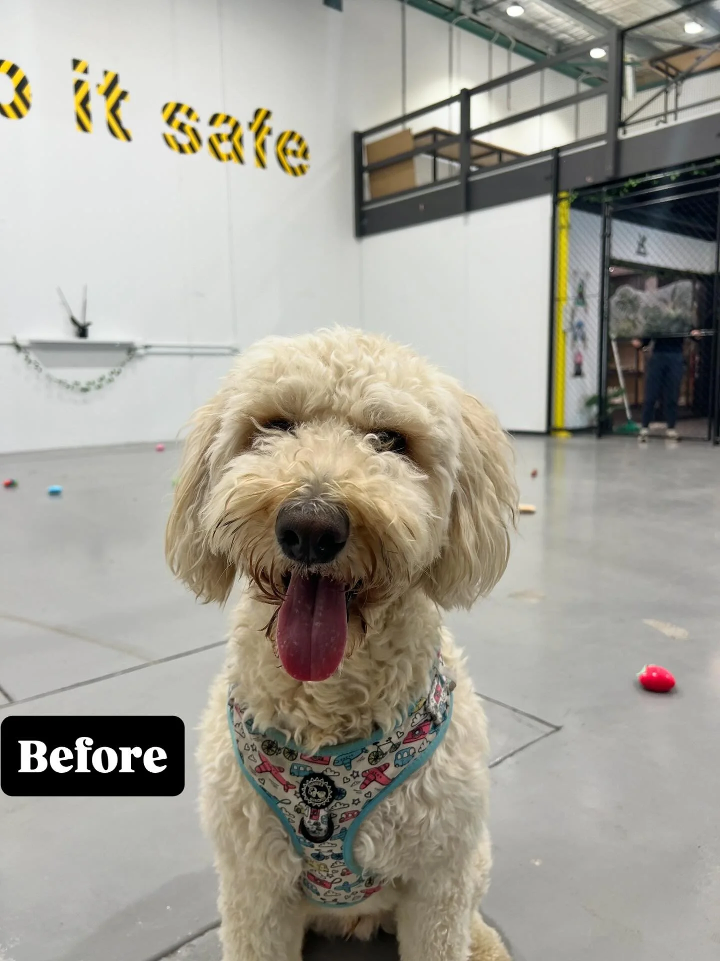 @yogibearthebordoodle ✂️ Fluff and Finish Tidy up ✂️pampering! A maintenance and affordable experience between full grooming appointments. He has been such a fun guy to play with and be around
.
. 
.
.
.
#instadog #barktothefuturekew #MelbourneDogs
#