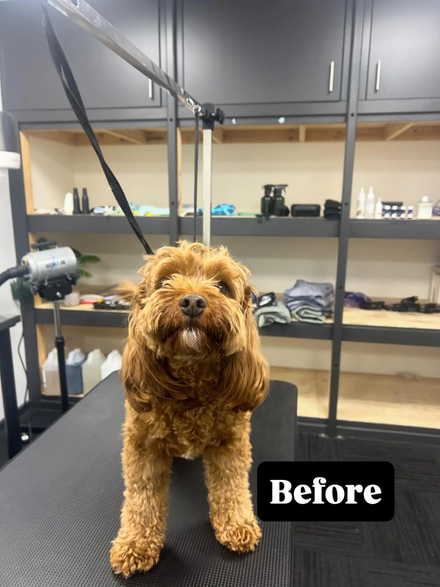 @trufflethecavoodle ✂️Fluff and Finish: Tidy Up✂️
A light tidy to keep this little lady looking polished between full grooms.
Truffle charmed us the whole way through - soft, sweet, and sparkling with personality!
.
. 
.
.
.
#instadog #barktothefutur