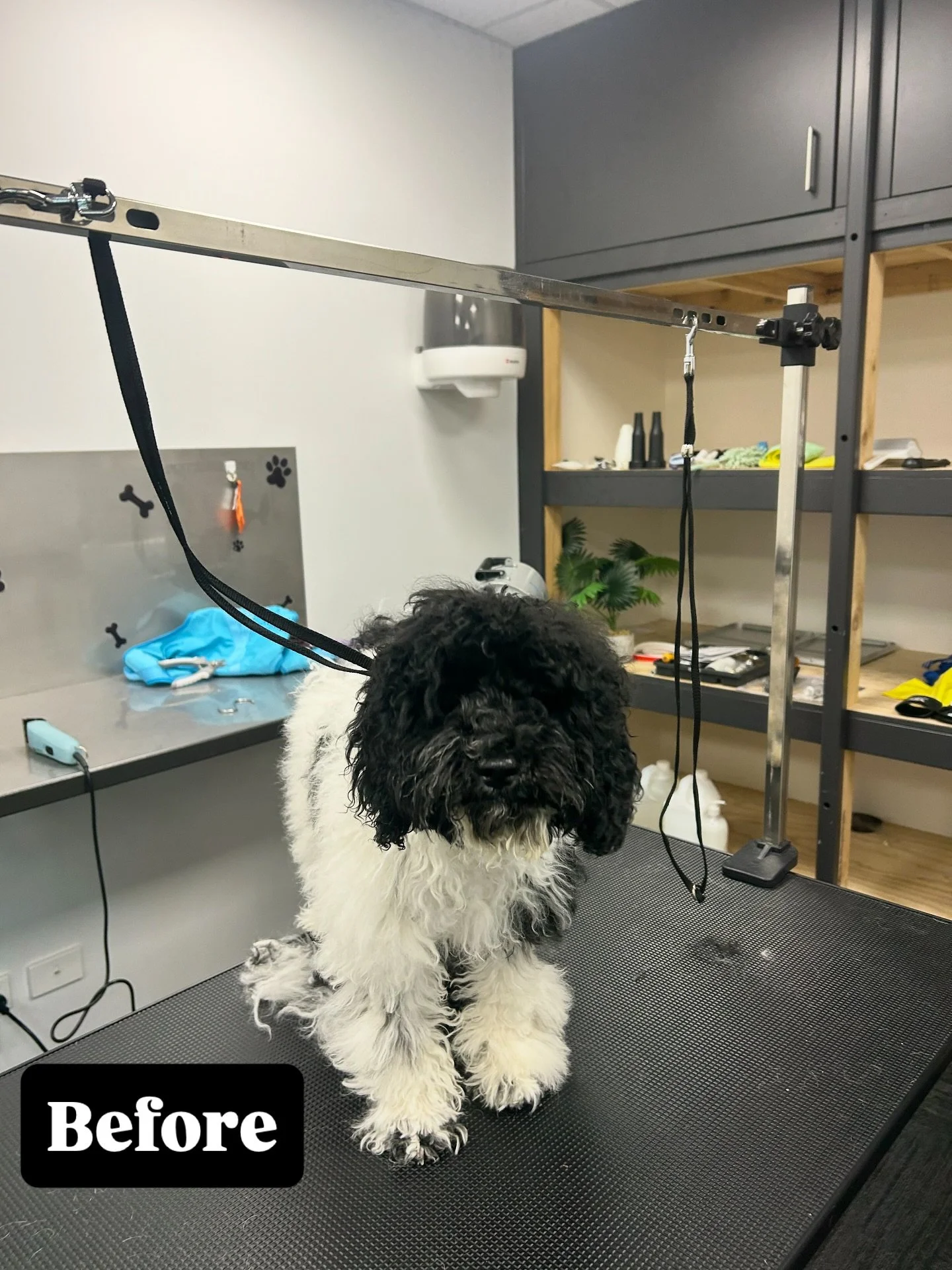 Lucy&rsquo;s Full Groom: ✂️ Pawlished perfection ✂️
A complete pampering session for this gorgeous cavoodle, finished with a classic poodle cut &mdash; including her neatly shaved muzzle for that timeless look.
Lucy was an absolute sweetheart the ent