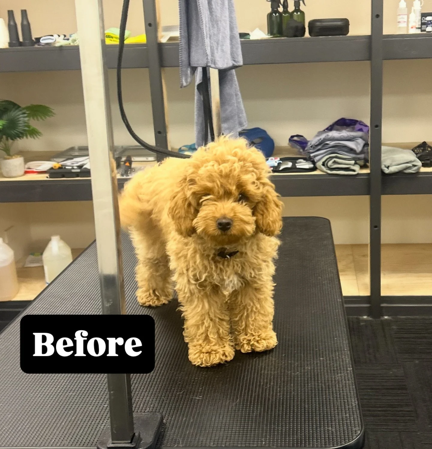 Banjo got his 🐩Signature groom🐩 and honestly... he couldn&rsquo;t look more like a living plush toy if he tried. He may weigh about the same as a loaf of bread, but she walked out with main character energy.
.
. 
.
.
.
#instadog #barktothefuturekew