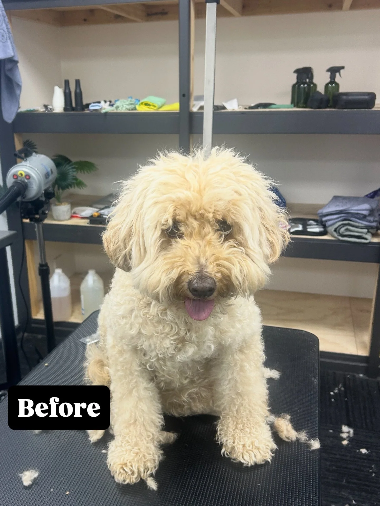 Benson came by for his Signature Groom today and was the perfect little gentleman. A gentle teddy trim, soft face tidy and light fluff all around to keep him looking dapper, and polished.
Such a calm, sweet boy.
Book your next appointment at: www.bar
