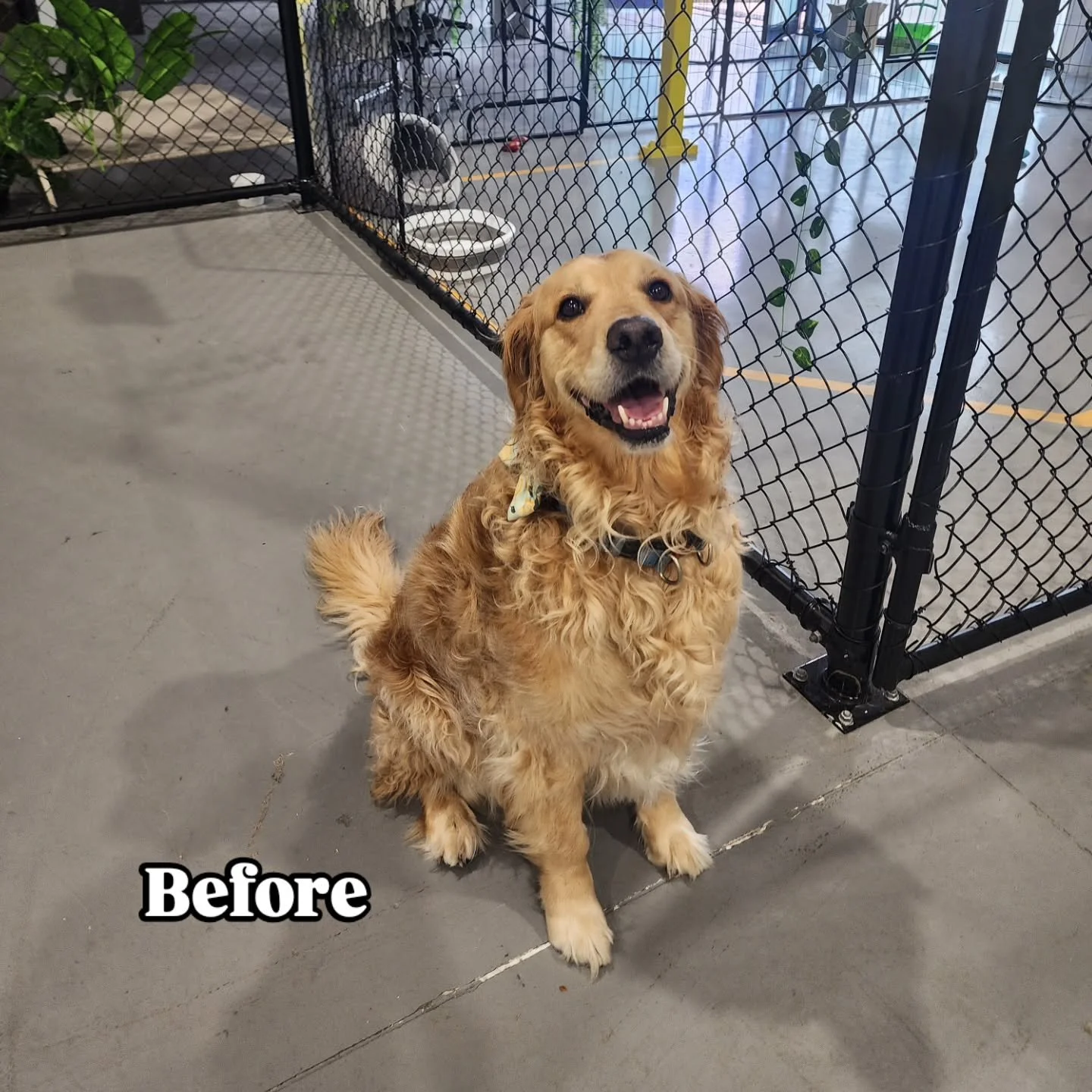Obi the baby and his cute lil' bowtie🐩🐩 🥹💚🎀

#goldenretrieversofinstagram #goldenretriever #goldenretrievergroom #tidyup #grinchfeet