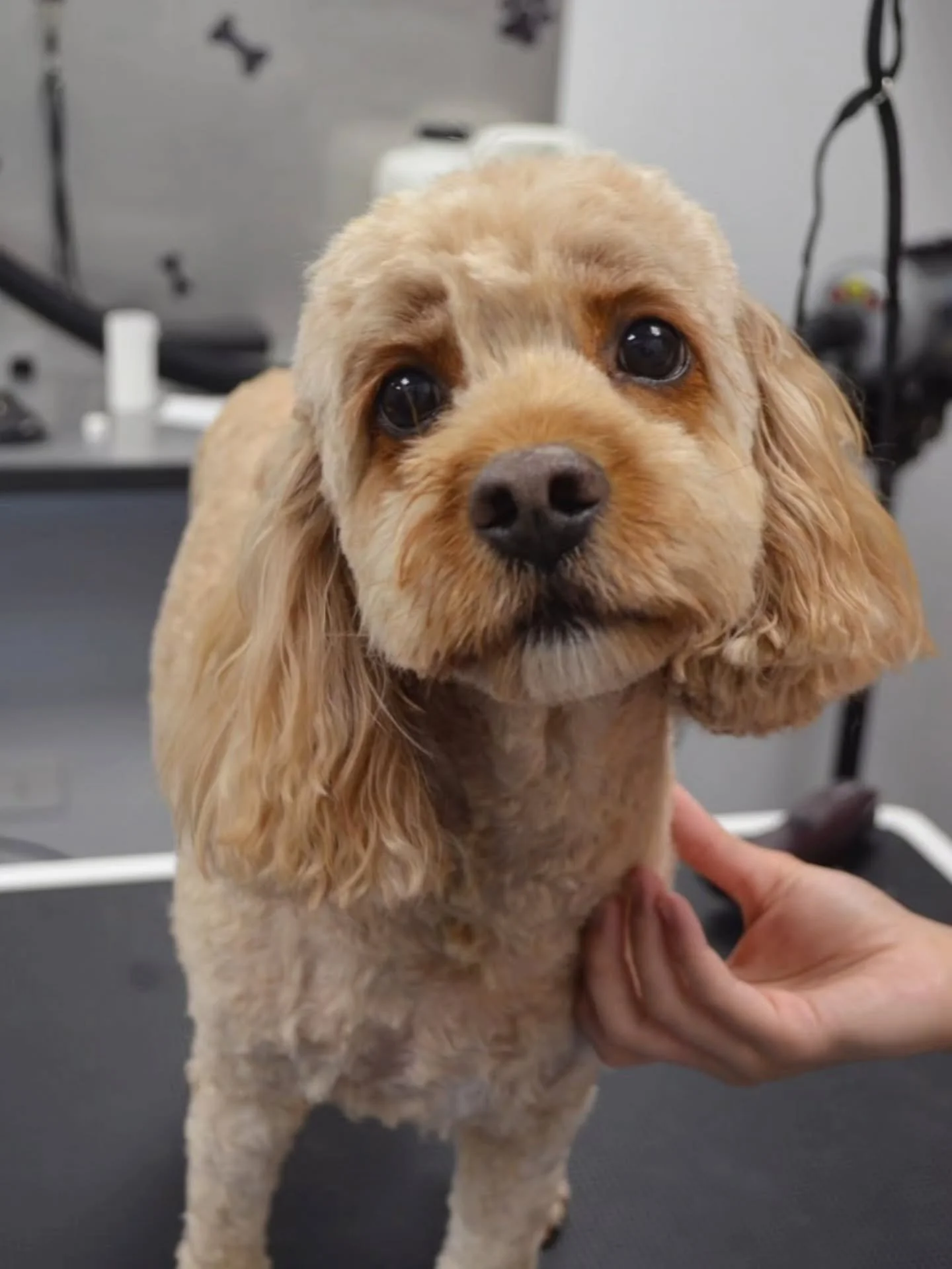 Swipe to see Candy's before 👉🍬

#cavoodlegroom #cavoodle #cavoodlesofinstagram #doggrooming #dogsofaustralia