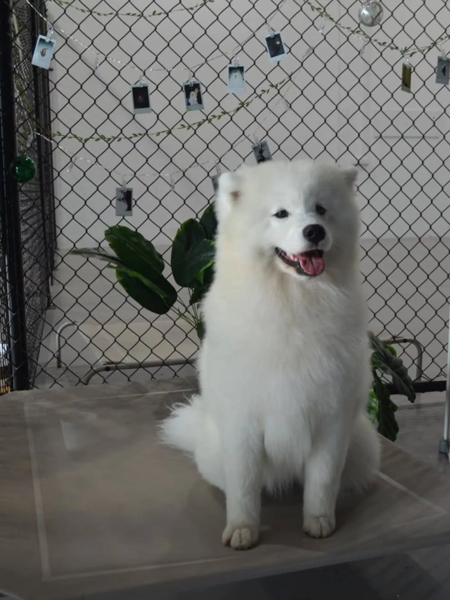 Princess Prada 🎀✨️👑

#samoyed #samoyedsofınstagram #samoyedpuppy #samoyedlove #puppygroom
