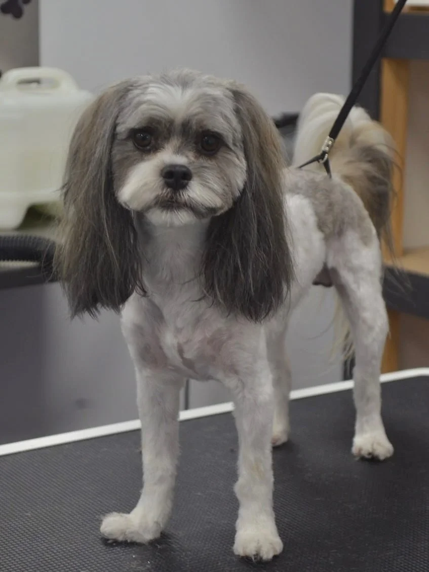 Tootoo&rsquo;s iconic ears and tail 😎💚
#doggrooming #maltesexshihtzu #shihtzusofinstagram #malteseofinstagram #kewgroomer #model #groomersofinstagram