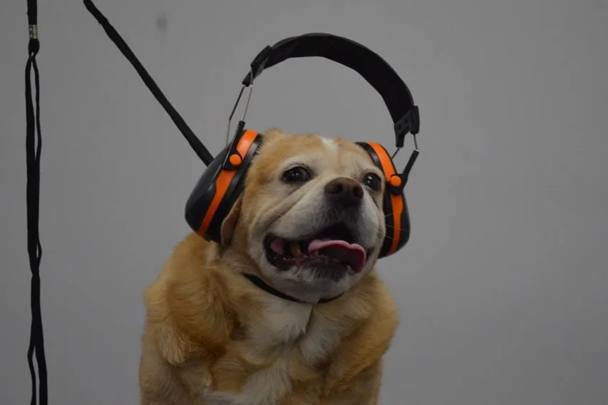 Keepin&rsquo; it safe 
#doggrooming #velocitydryer #grooming #dogsalon #beaglier #beagle #cavalier #beagliersofinstagram