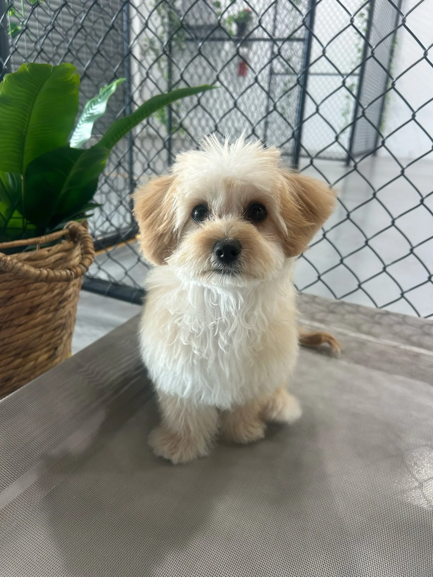 Pocketsized bean 

#puppy #puppygroom #teddybear #teddybearcut #doggroom