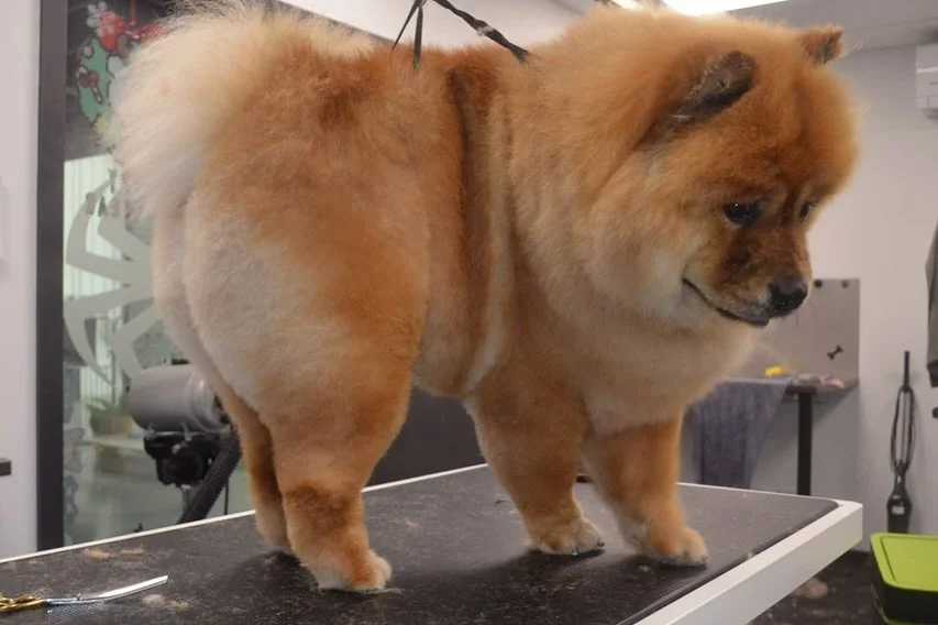 Spiffy Henry 😮&zwj;💨
.
.
.
.
.
 #barktothefuturekew #instadog#MelbourneDogs
#MelbournePets
#MelbourneDogLovers
#MelbourneDogGroomer
#MelbourneDogDaycare
#MelbournePetServices
#MelbournePetCare
#MelbourneDogLife
#MelbourneDogCommunity
#AussieDogs
#A