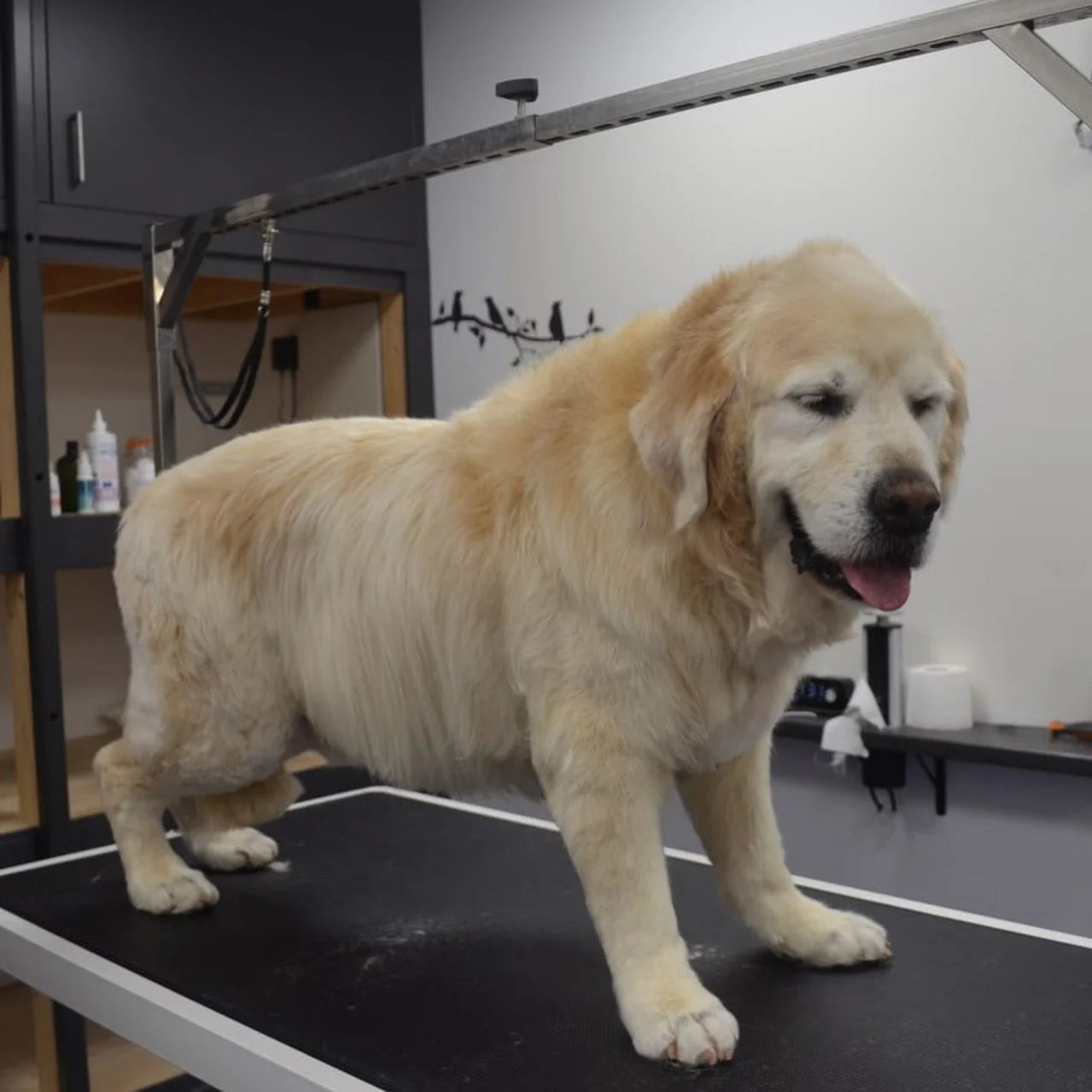 Fresh old man Griff 🥹✨💚🎾

#goldenretrieverworld #goldenretriever #goldenretrievergroom #doggroom #doggrooming #doublecoat