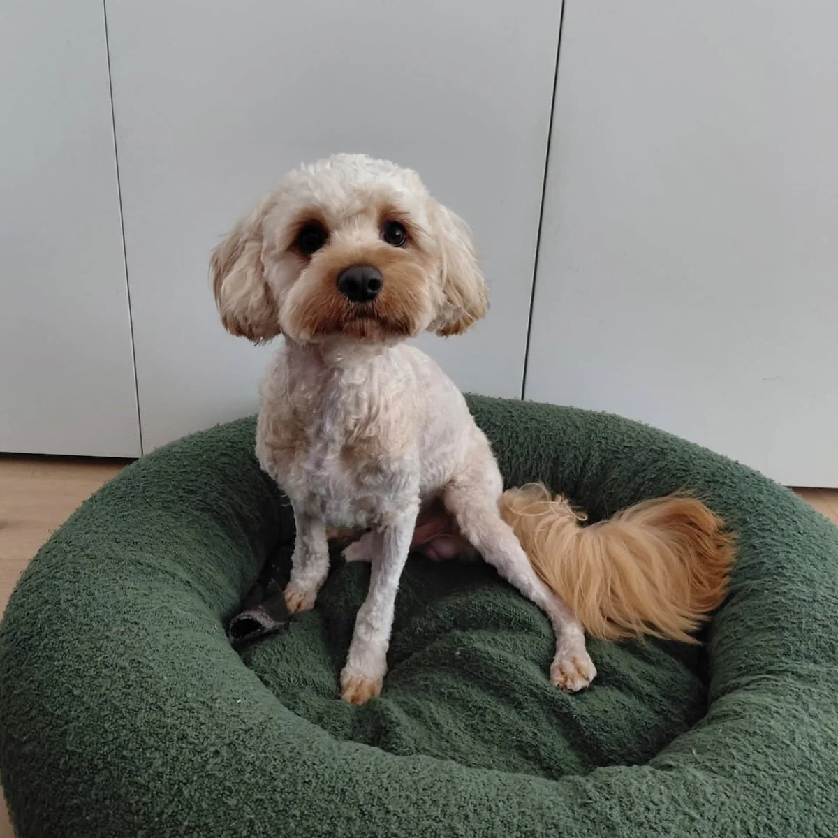We named him Lucifernandez after his fresh cut 💈✂️#doggrooming #doggroomer #poodlemix #dogsofinstagram