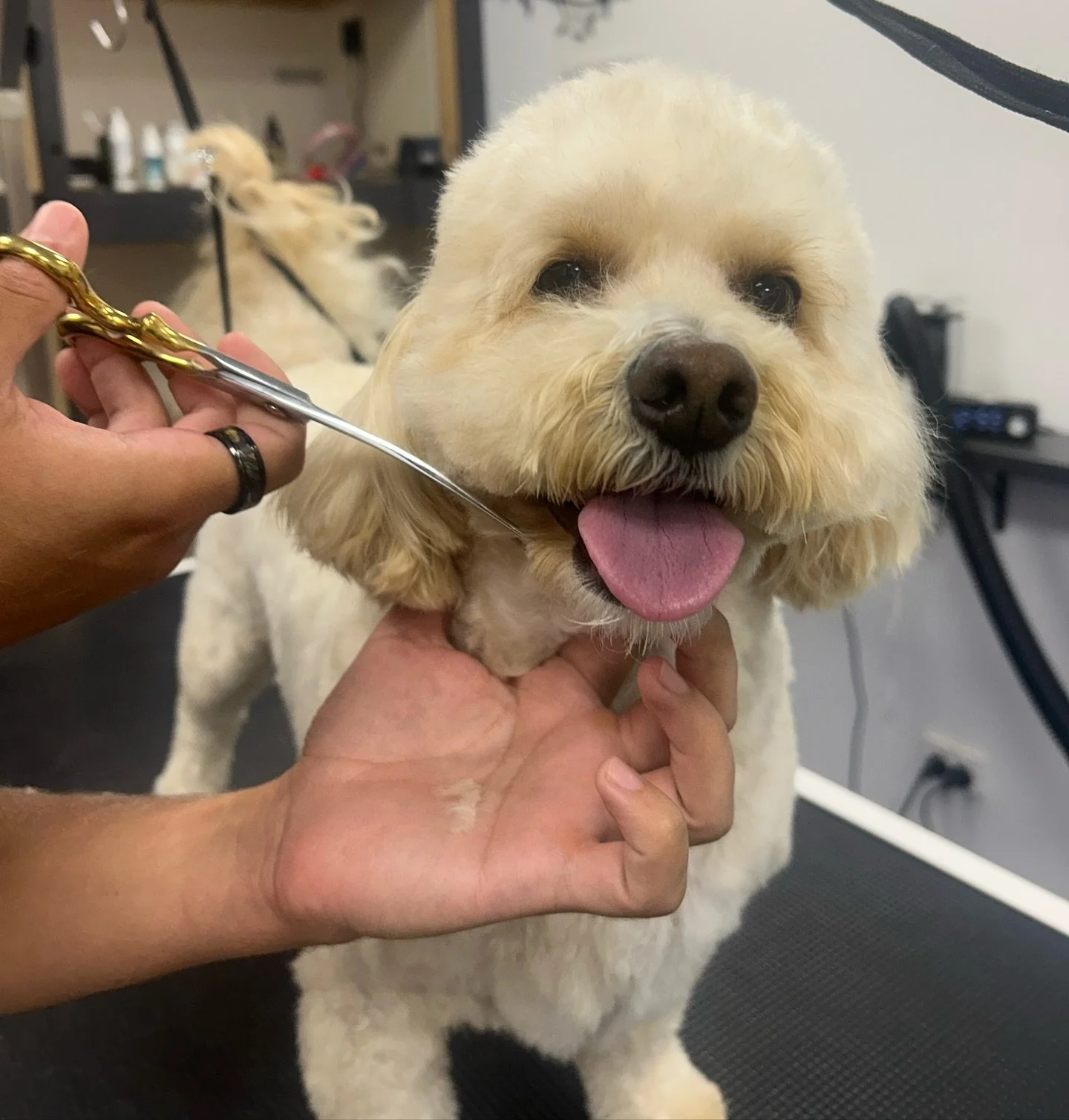 Alfie is back and looking fresher than ever 🫡🧸
.
.
.
#barktothefuturekew #instadog#MelbourneDogs
#MelbournePets
#MelbourneDogLovers
#MelbourneDogGroomer
#MelbourneDogDaycare
#MelbournePetServices
#MelbournePetCare
#MelbourneDogLife
#MelbourneDogCom