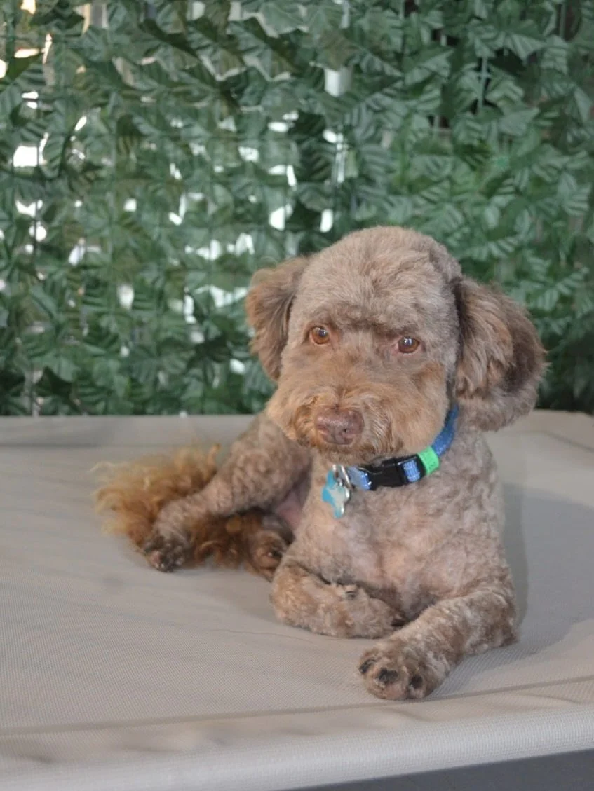 Milo is sweet as candy 😊💚🐾
.
.
.
.
.
#barktothefuturekew #instadog#MelbourneDogs
#MelbournePets
#MelbourneDogLovers
#MelbourneDogGroomer
#MelbourneDogDaycare
#MelbournePetServices
#MelbournePetCare
#MelbourneDogLife
#MelbourneDogCommunity
#AussieD