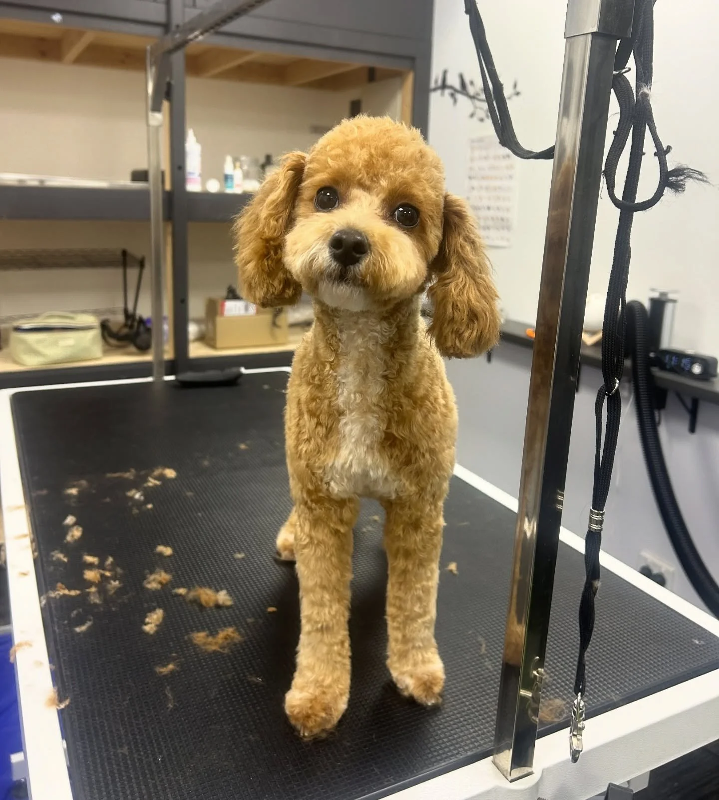 Siuyuk fell asleep during her groom 😭🥹😩

#doggroom #puppygroom #doggrooming #puppygrooming #kewjunction