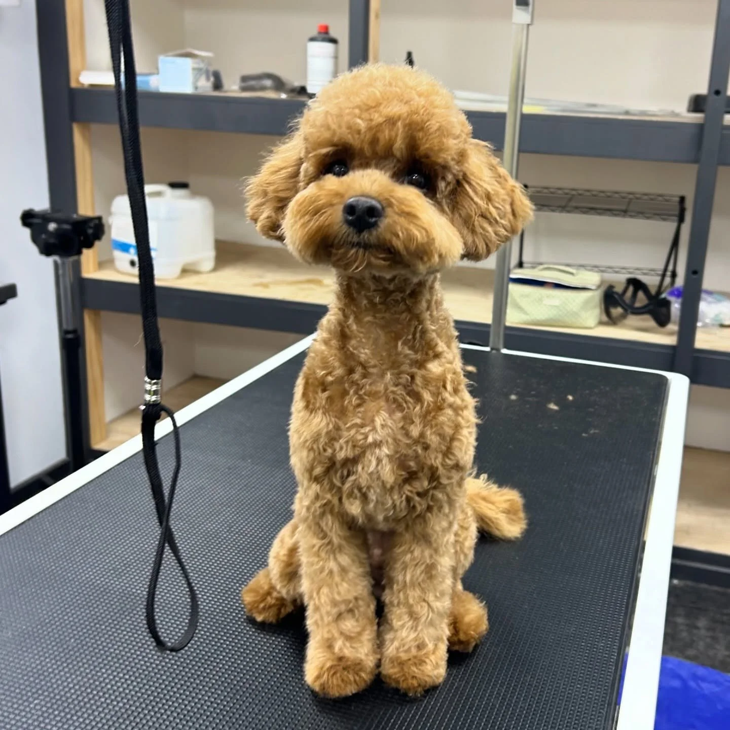 Baby Banjo Bestest Boy 🥹🥹🥹🥹
#doggroom #doggrooming #puppygroom #puppygrooming #kewgroomer #kew #kewjunction