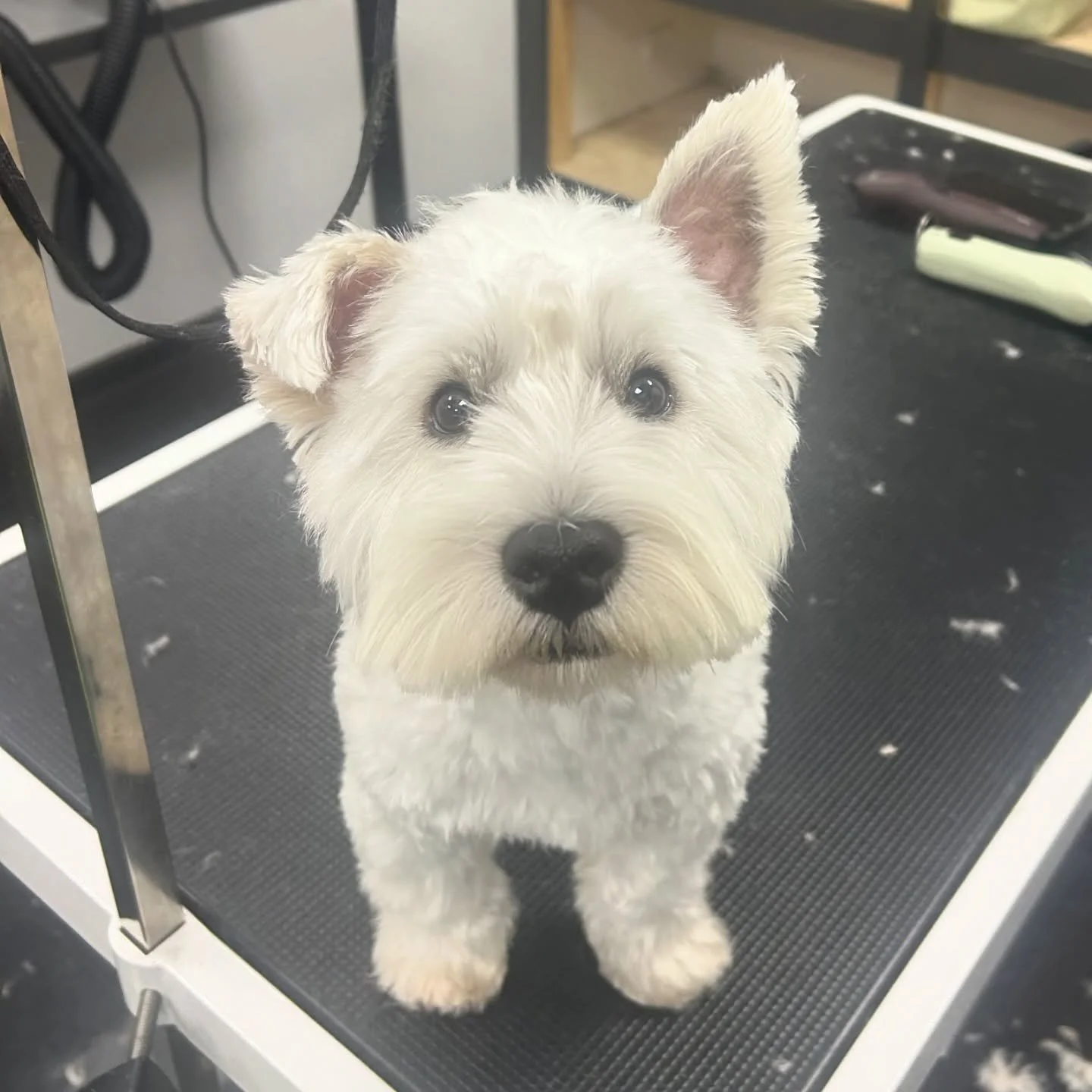 Baby Bob is only 7-8 months old 🥹🥹🥹